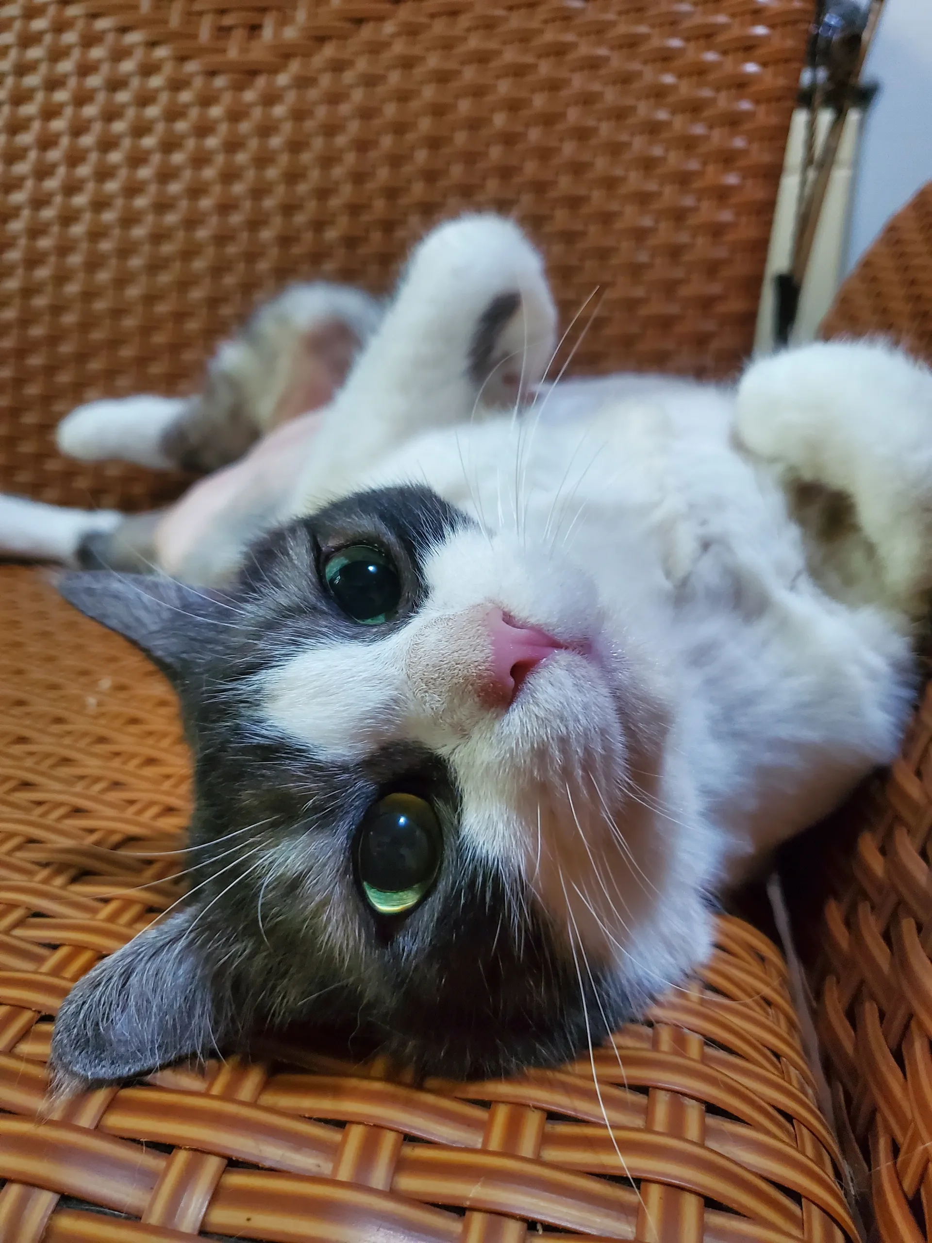 Elise Vesper OnlyFans header