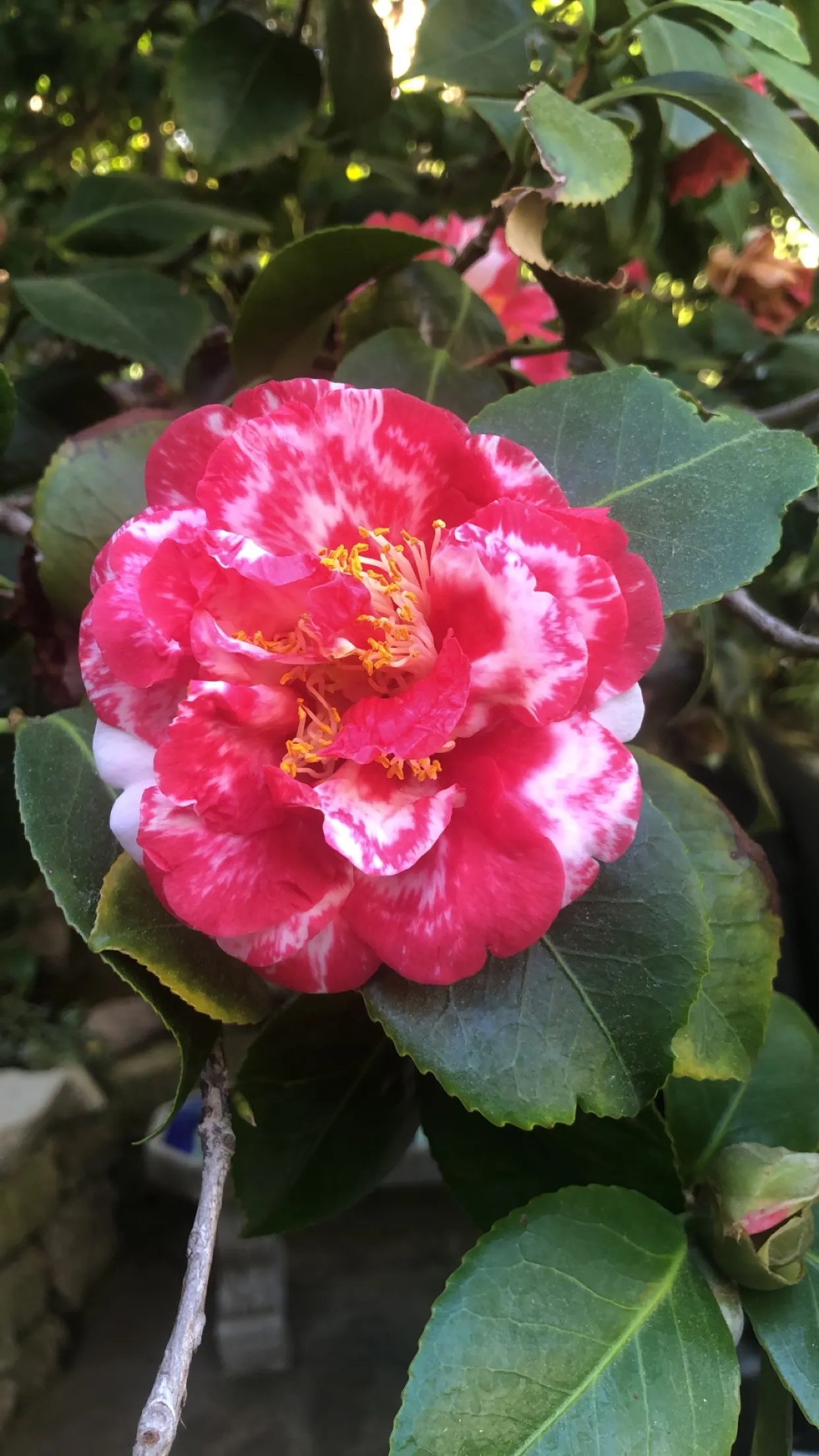 Yvette OnlyFans header