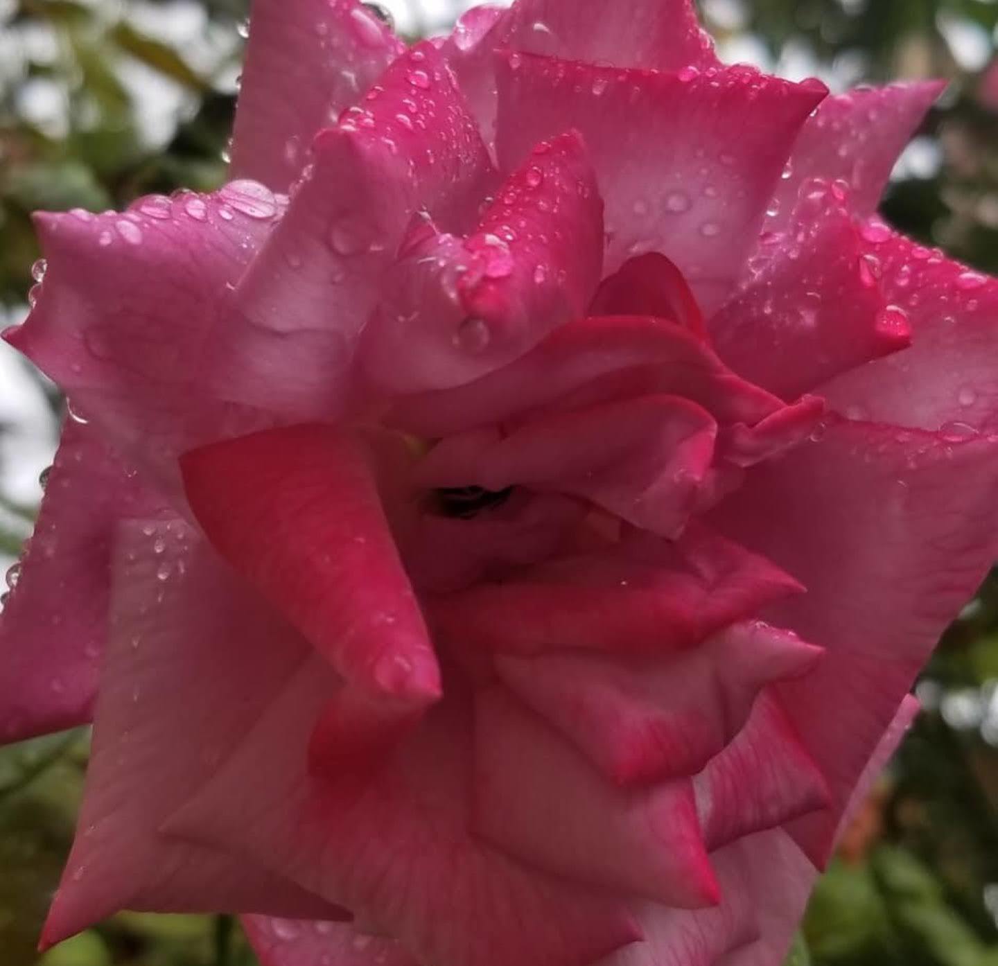 Veve LaRue OnlyFans header