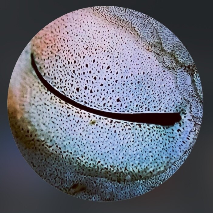 Vesta Immorta OnlyFans