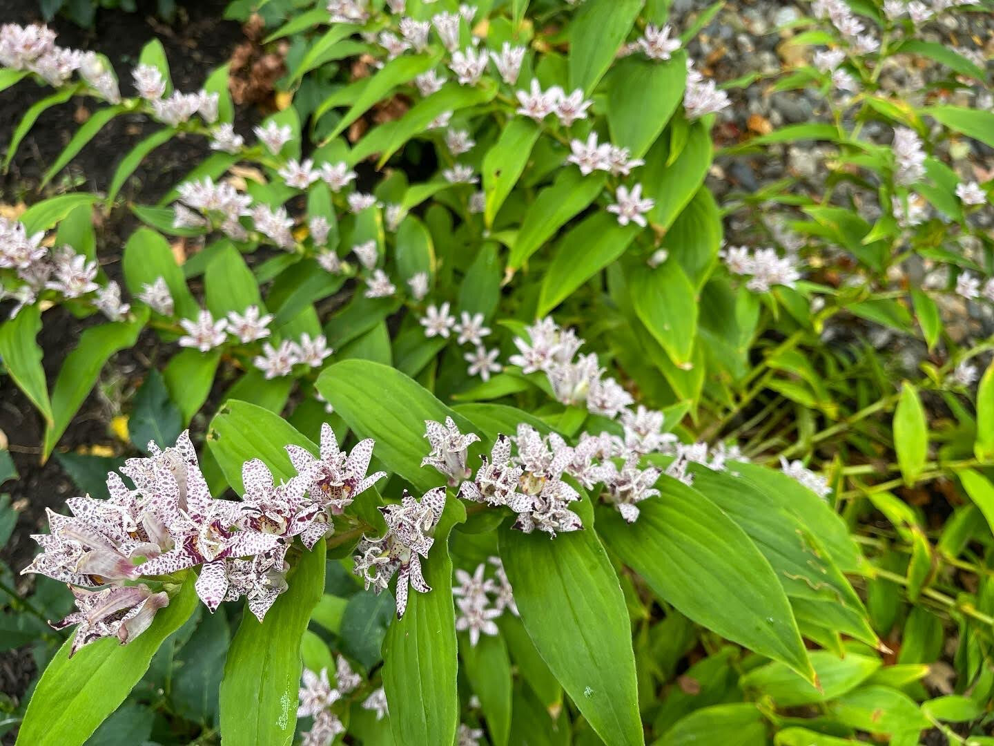 Vexvoir OnlyFans header