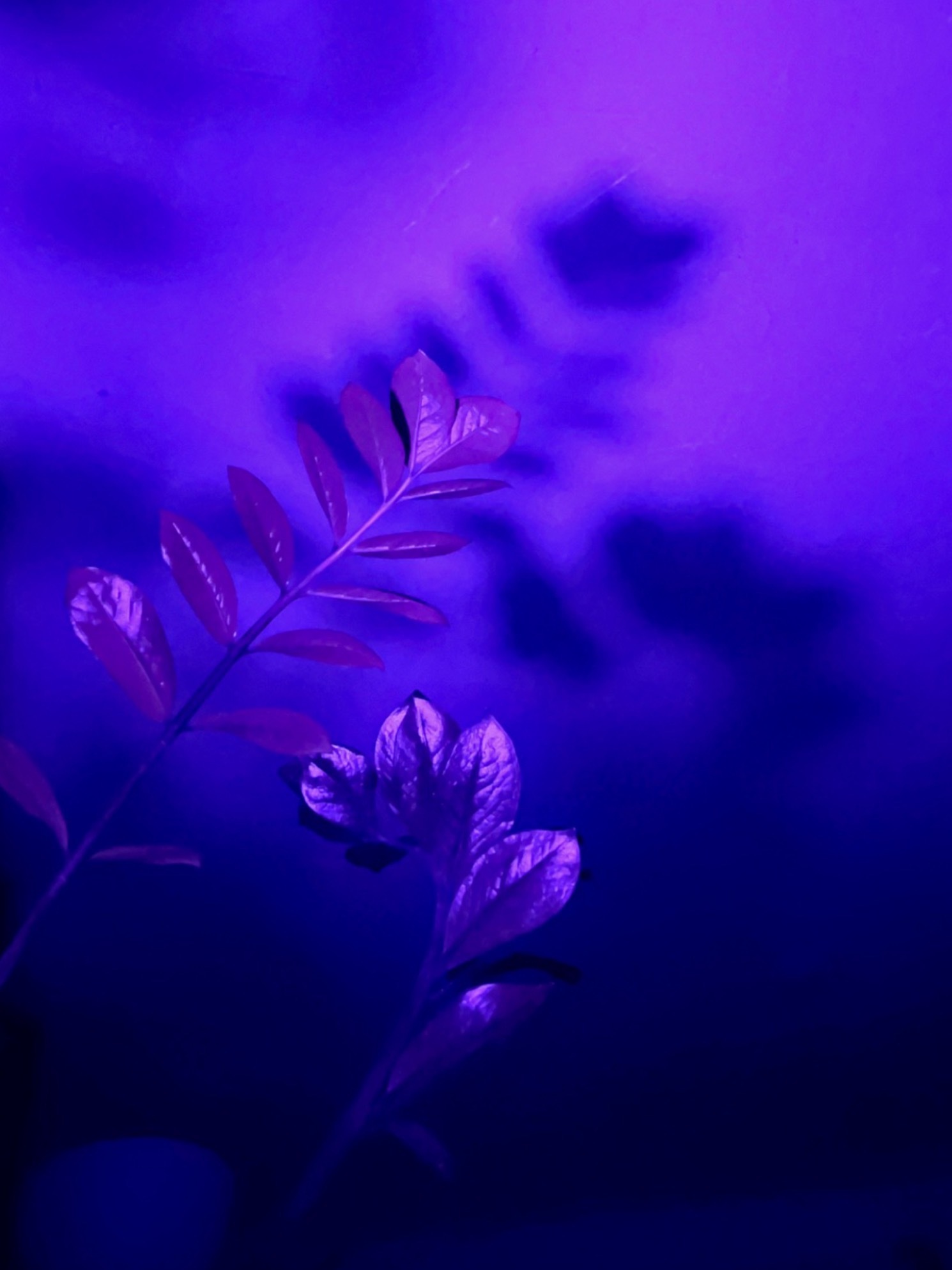 Victor Bloom OnlyFans header