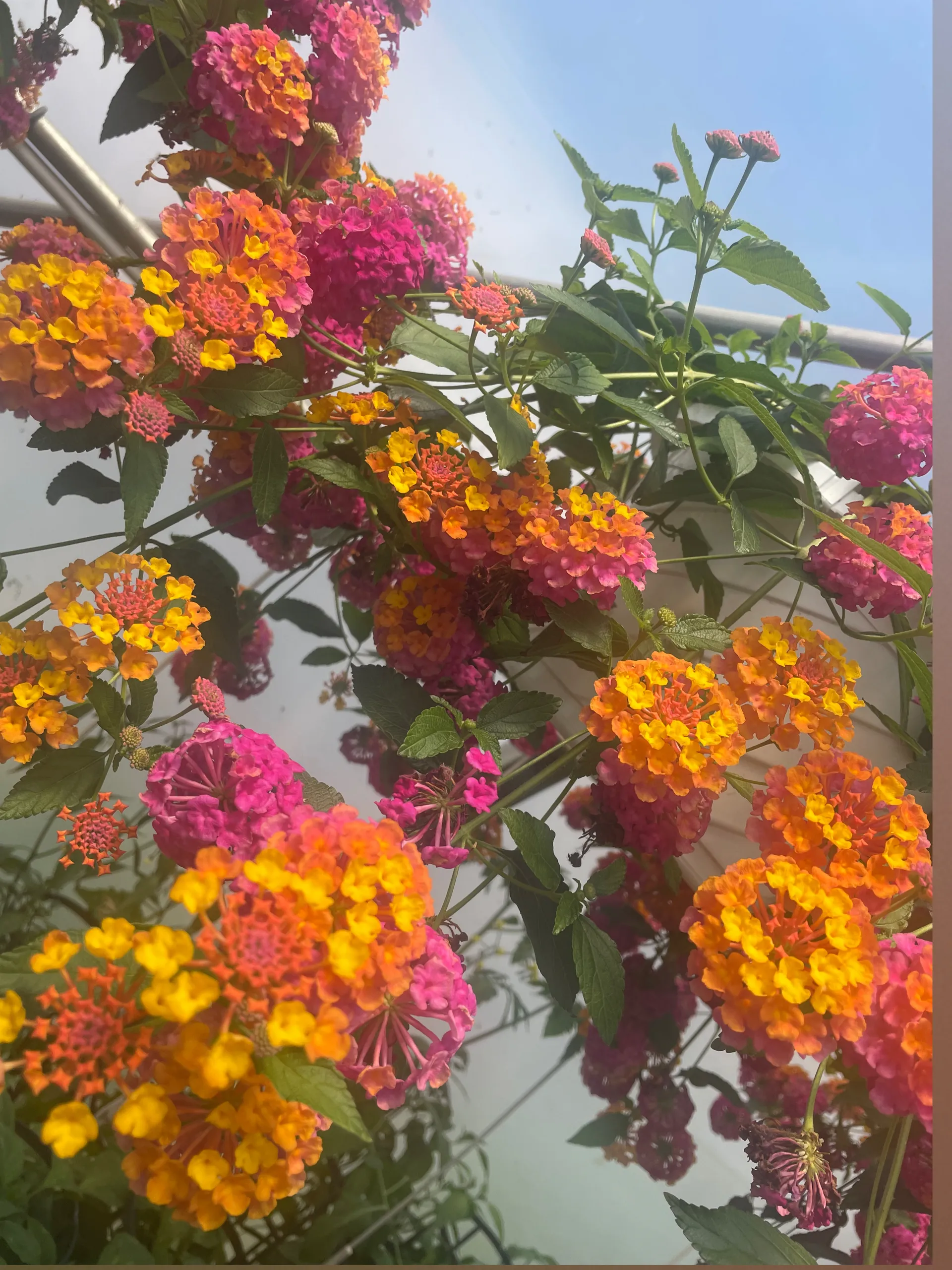 Victoria Hope OnlyFans header