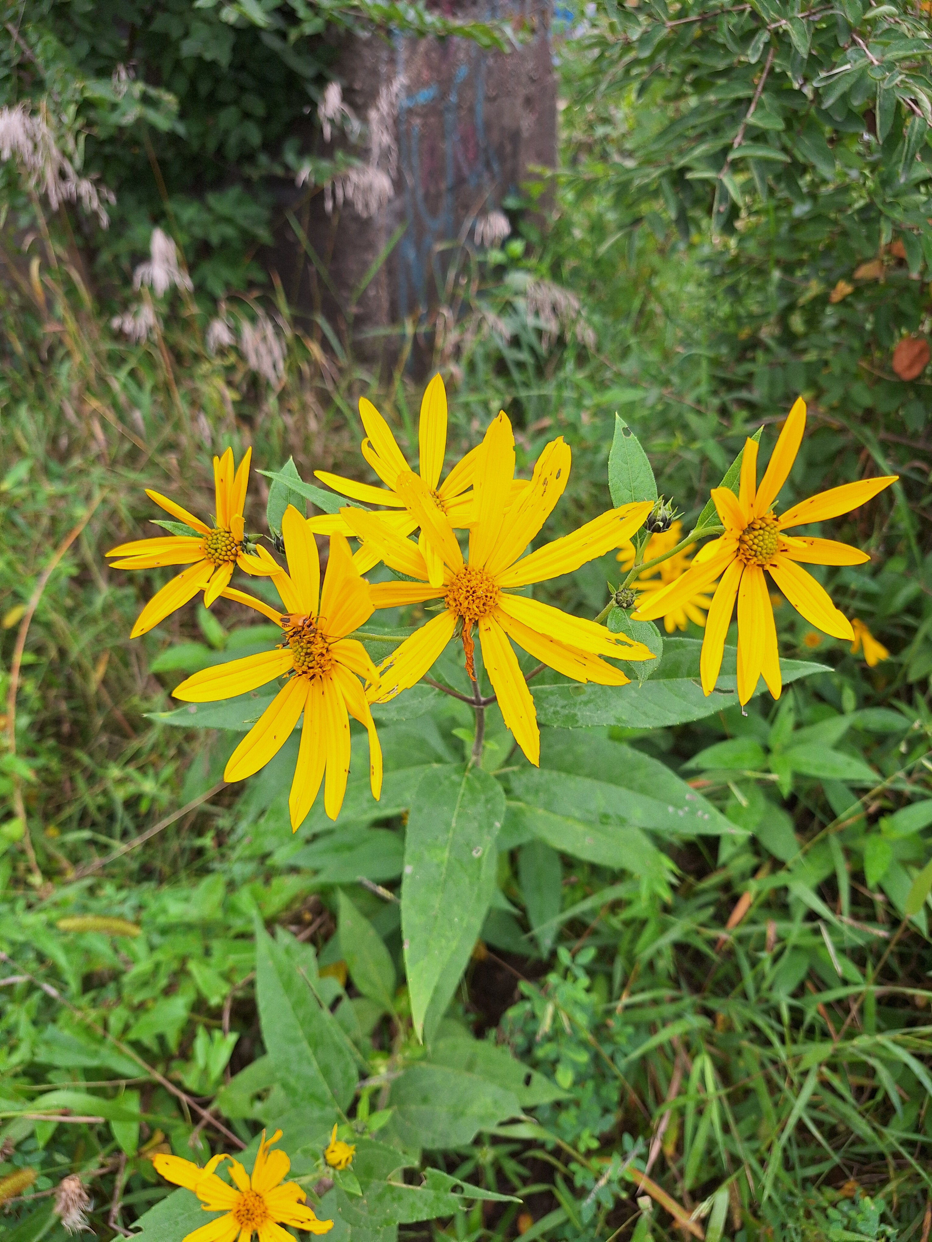 Victoryia Adams OnlyFans header