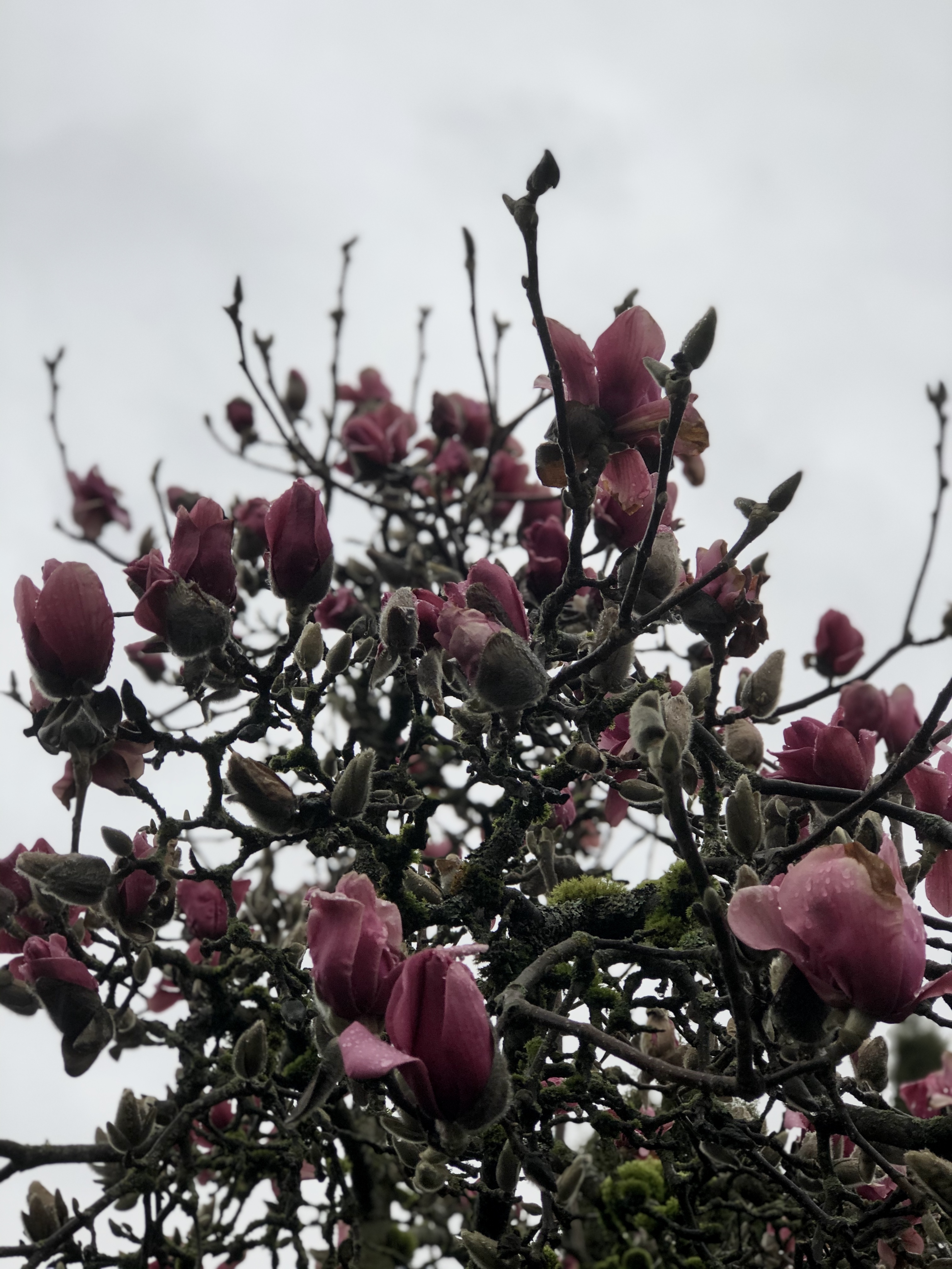 Caaraa ✨ OnlyFans header