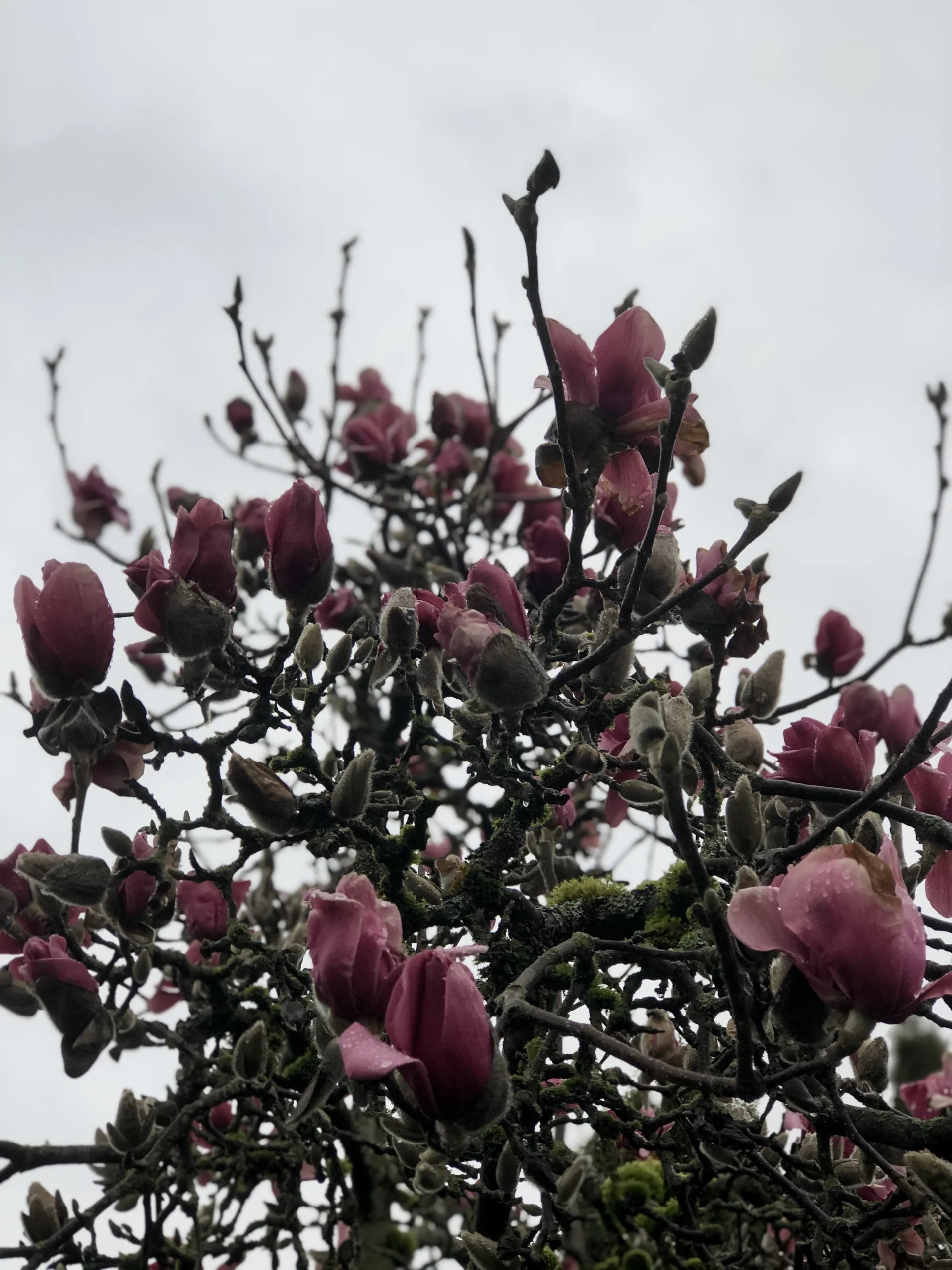 Caaraa ✨ OnlyFans header