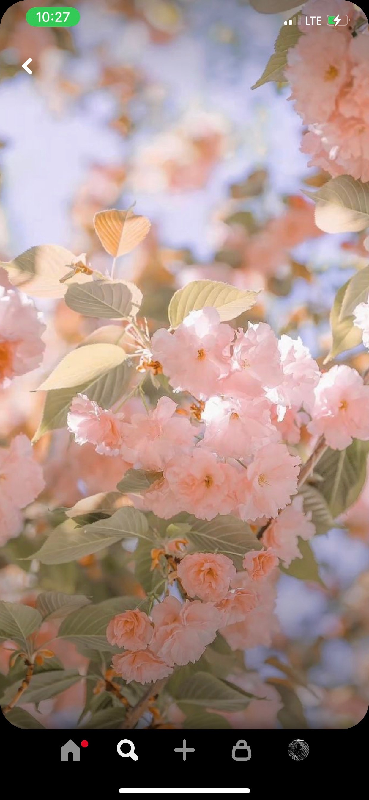 💎🌼Dani•Baby🌼💎 OnlyFans header