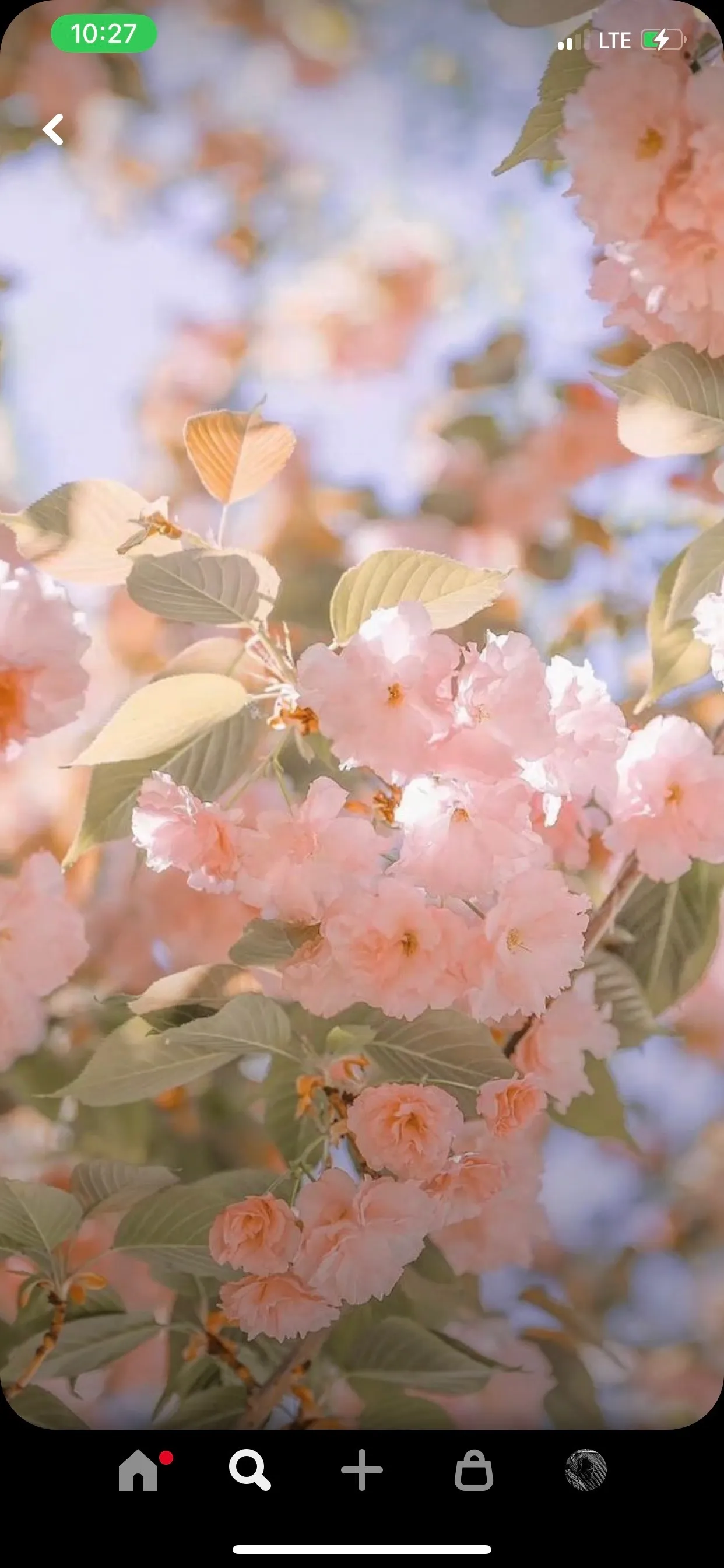 💎🌼Dani•Baby🌼💎 OnlyFans header