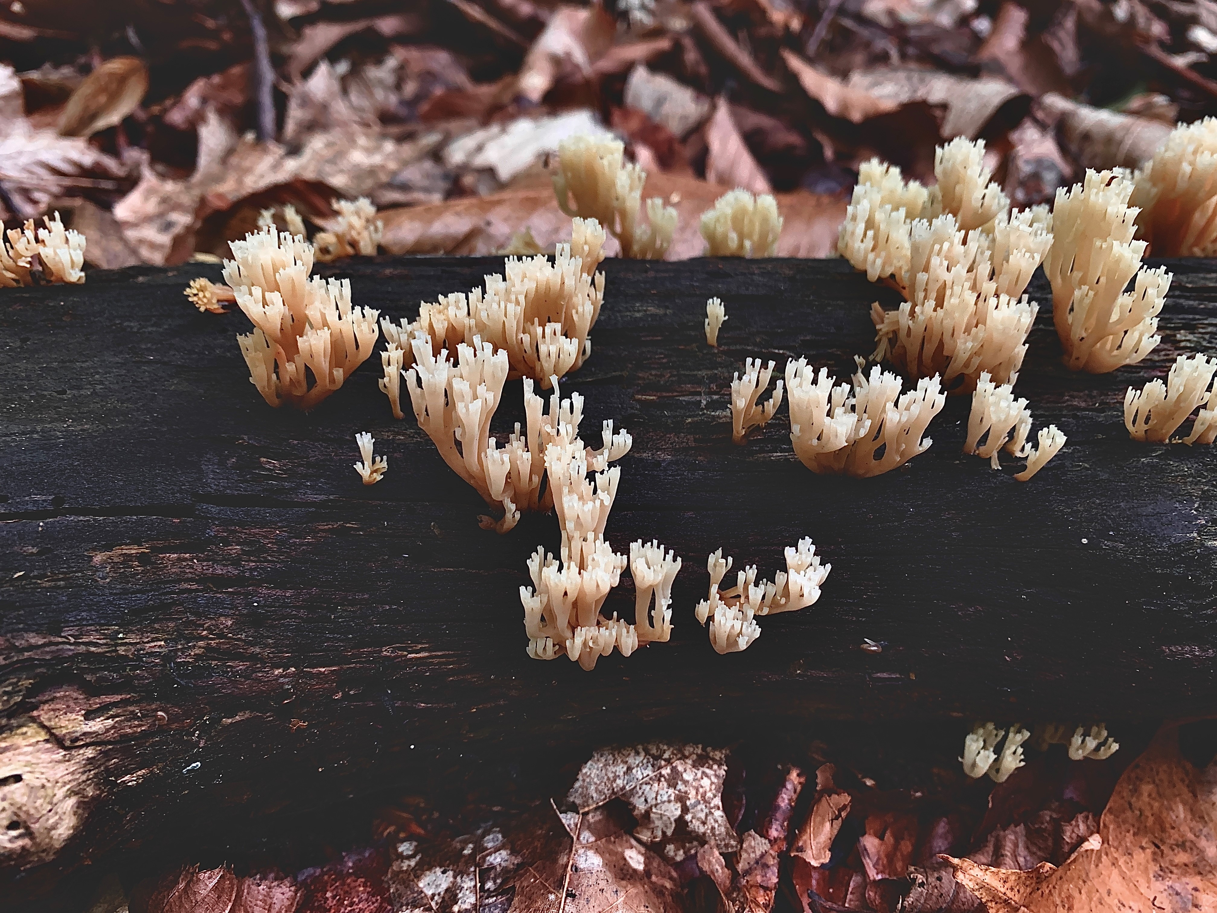 Vila-Nova OnlyFans header