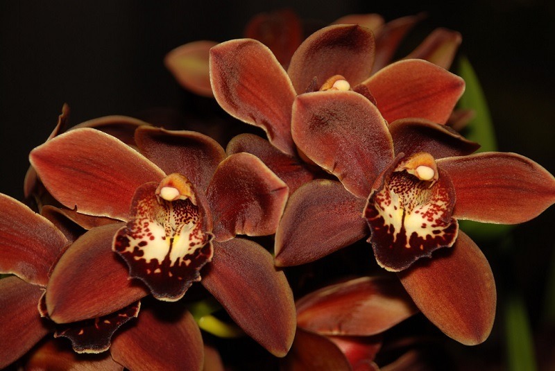 🕷 Violet 🕷 OnlyFans header