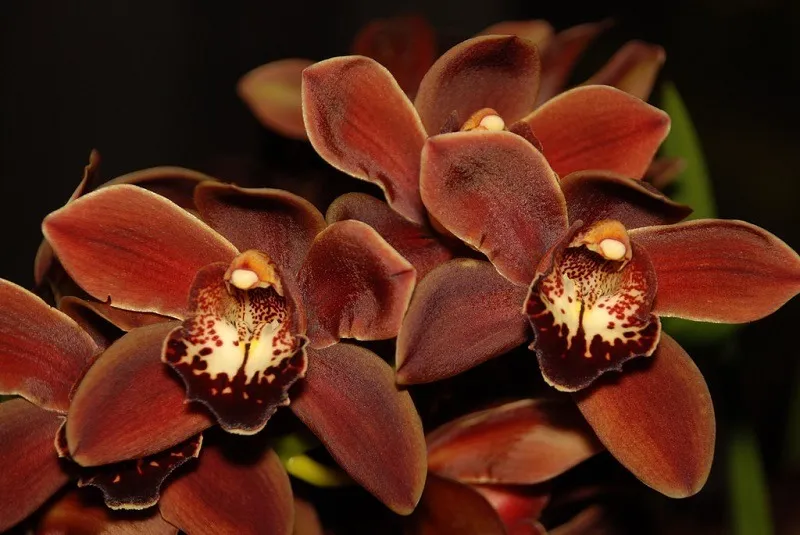 🕷 Violet 🕷 OnlyFans header