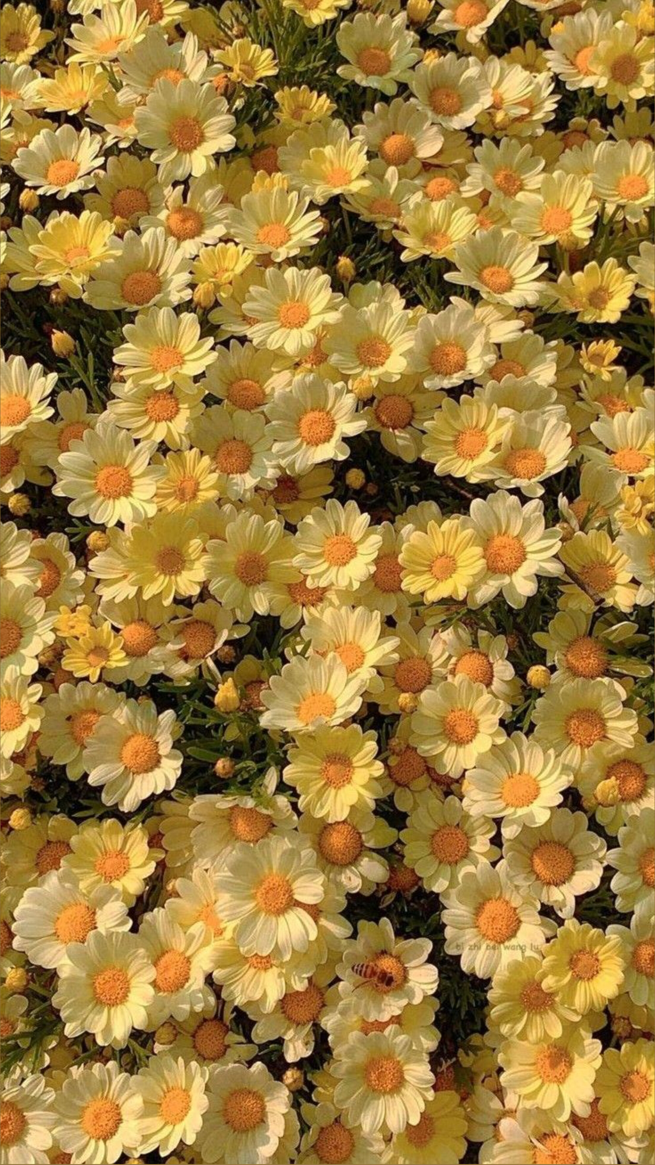 Bell✩ OnlyFans header