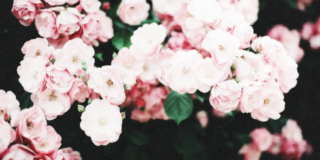 Ash 🍑 OnlyFans header