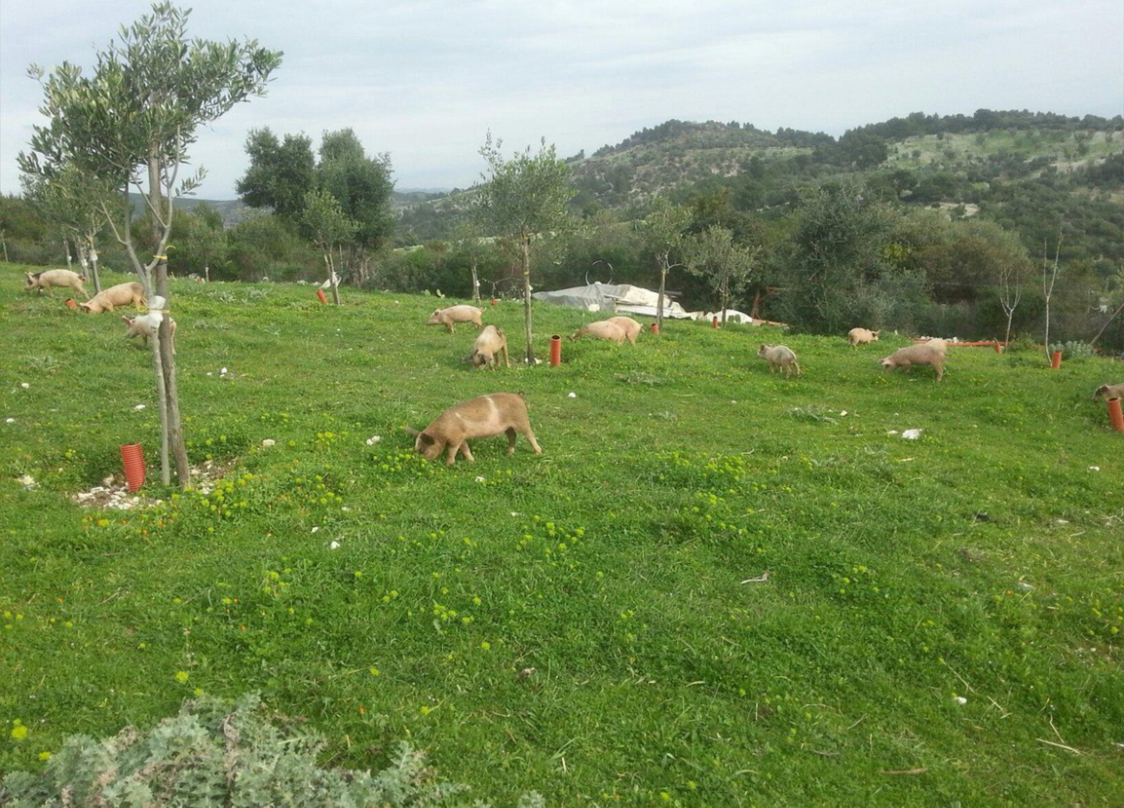 vinkstick OnlyFans header