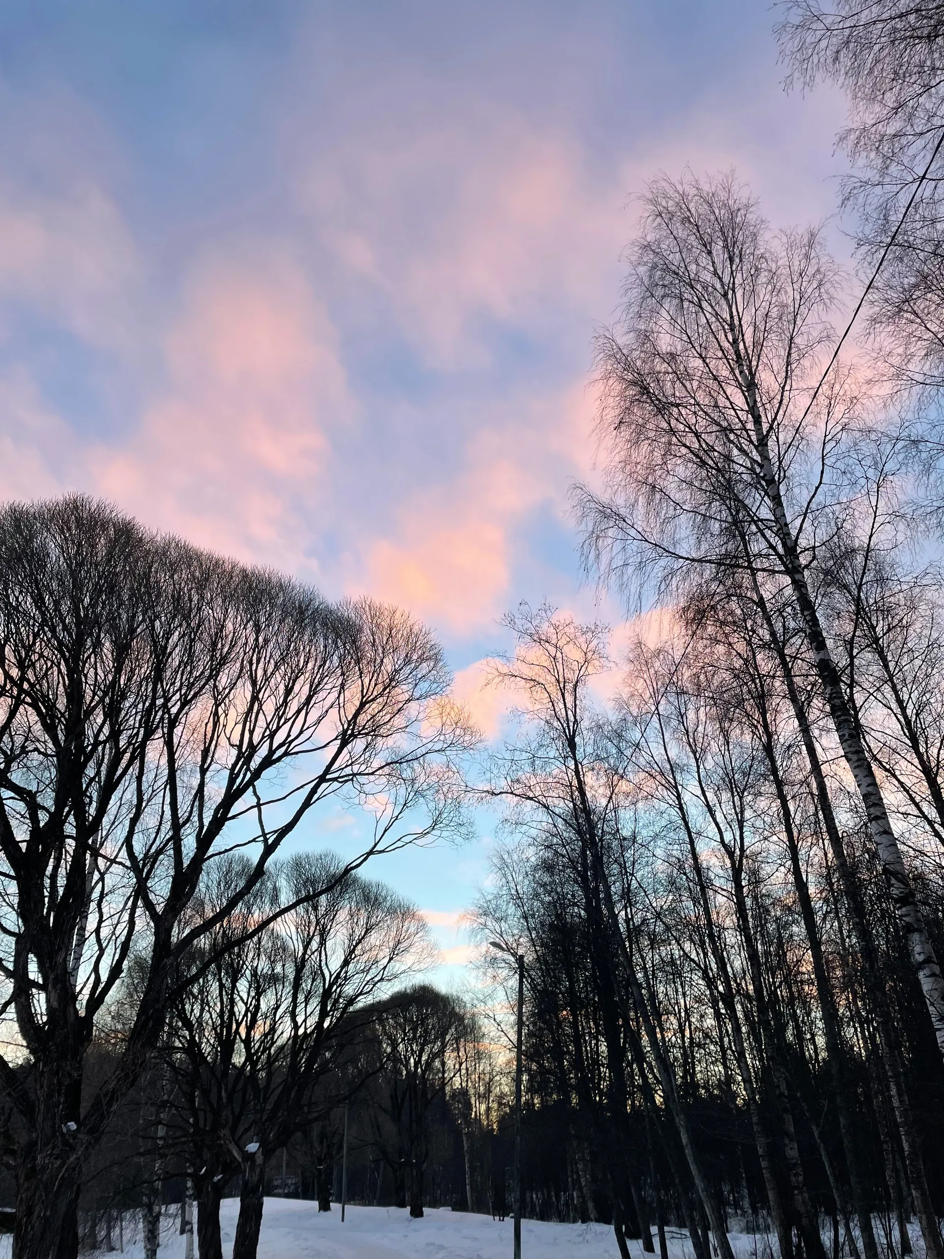 Viola OnlyFans header