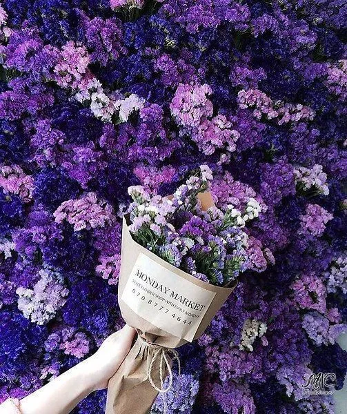 Viola OnlyFans header