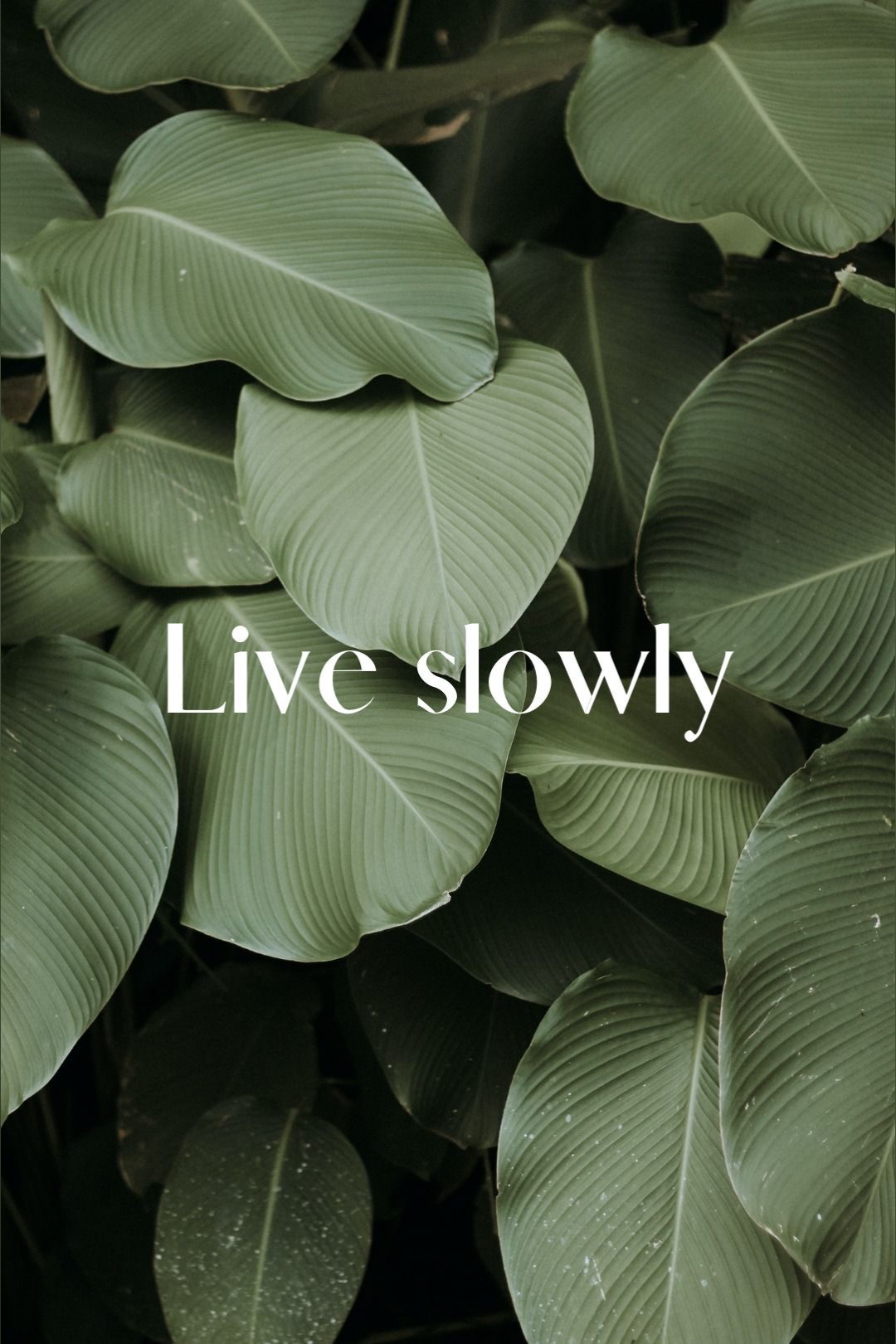 Violet🦋 OnlyFans header