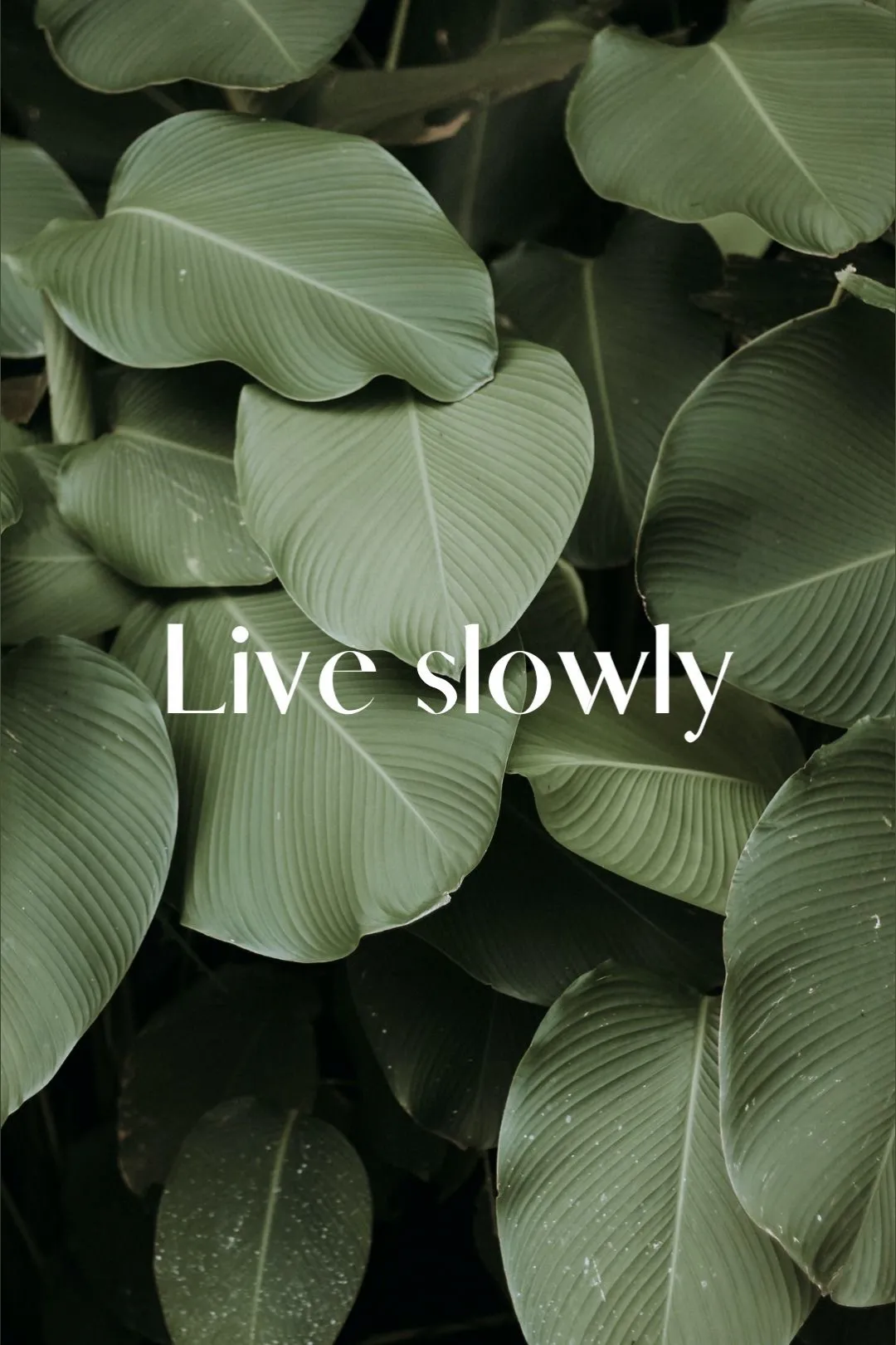 Violet🦋 OnlyFans header