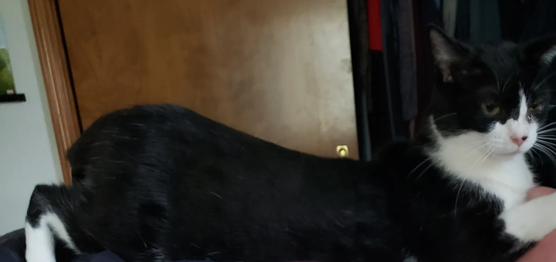 Violet Fox OnlyFans header