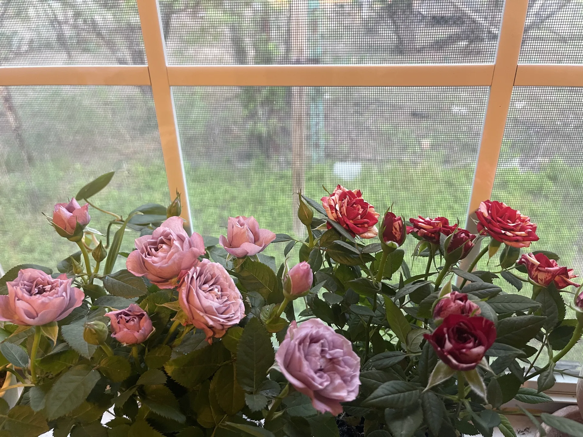 Violet OnlyFans header