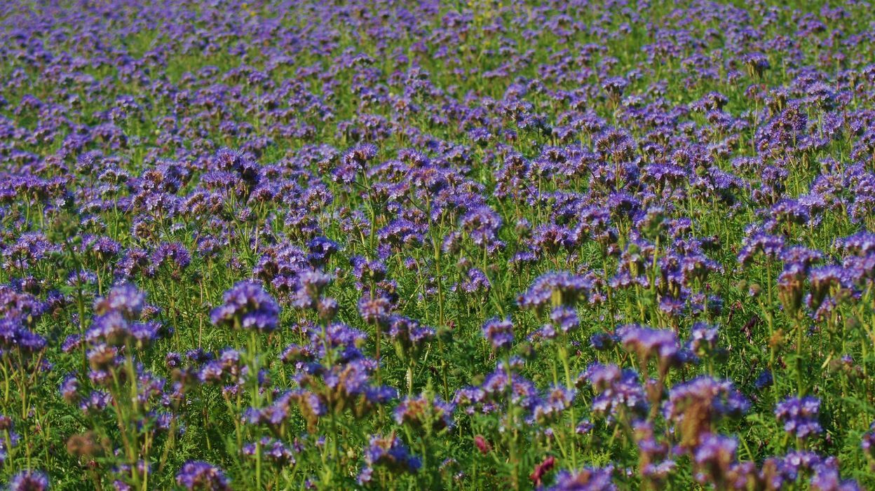 🦶🌸Violette🌸🦶 OnlyFans header