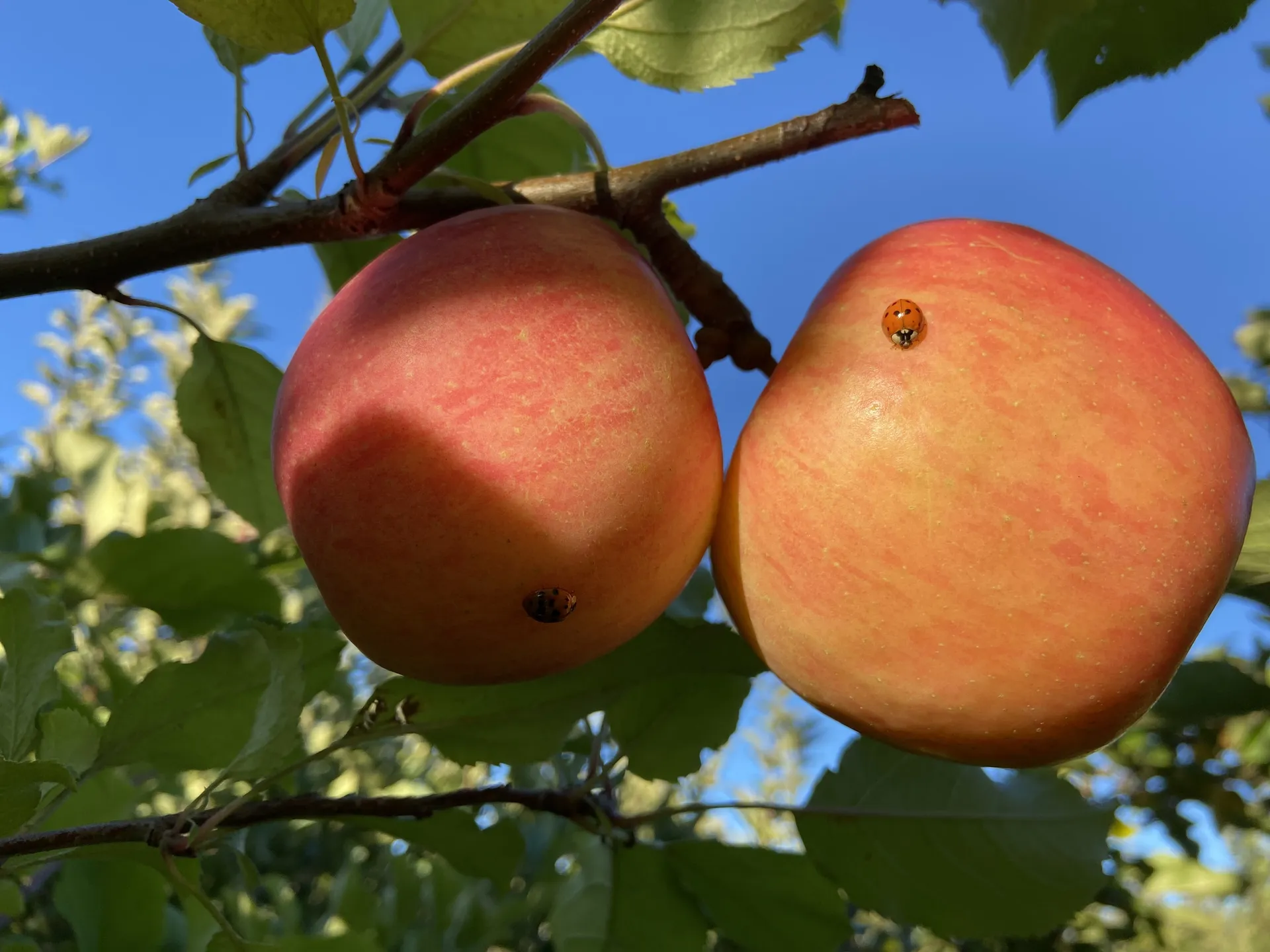 𝓿. OnlyFans header