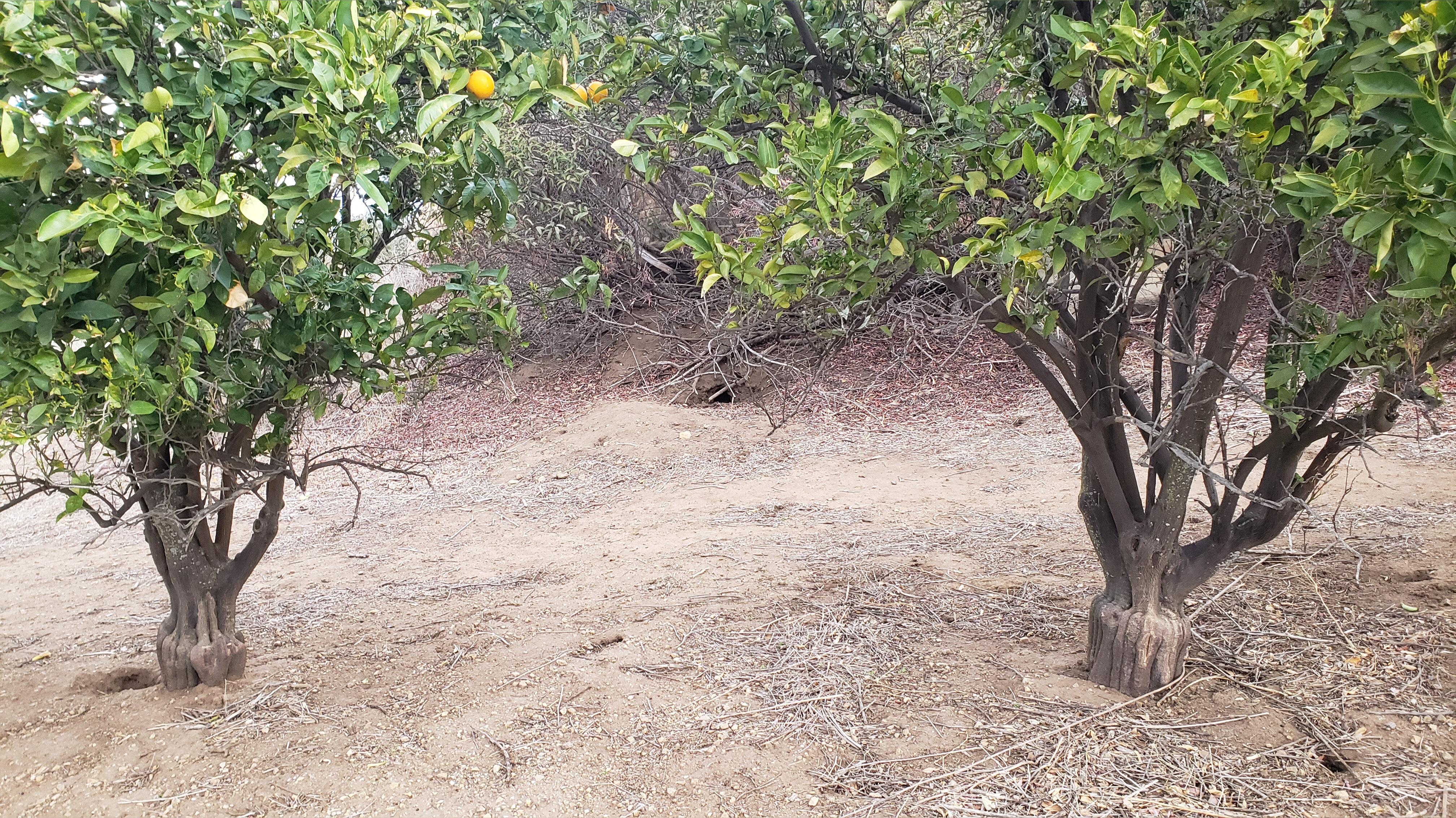 VioletWitchy's VIP OnlyFans header