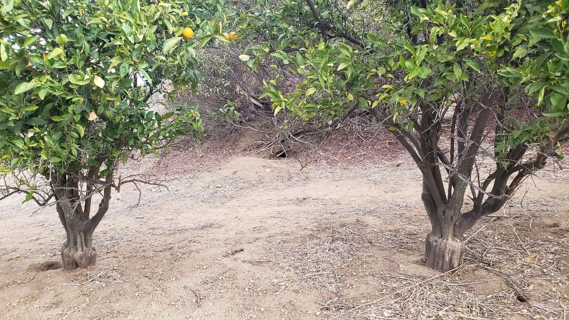 VioletWitchy's VIP OnlyFans header