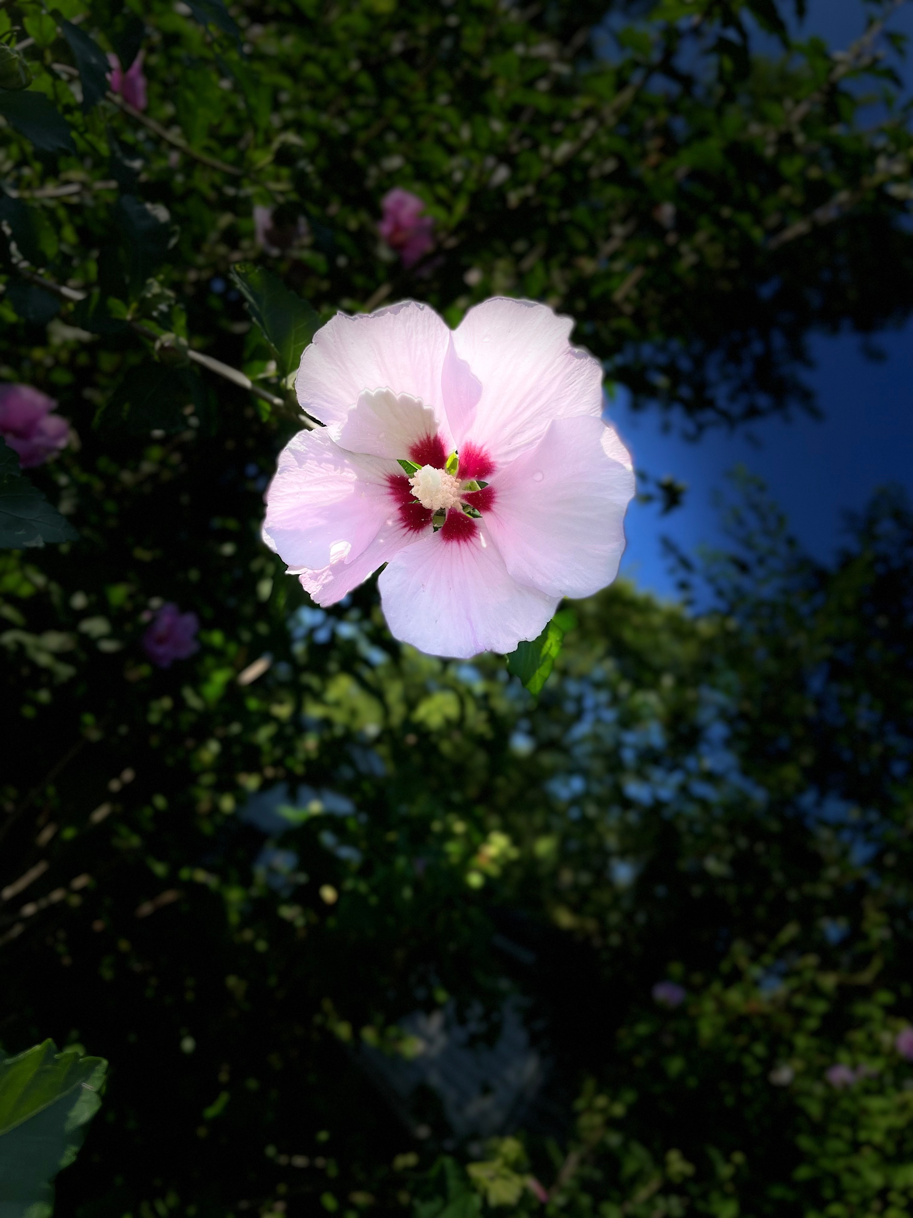 Violet Blake OnlyFans header