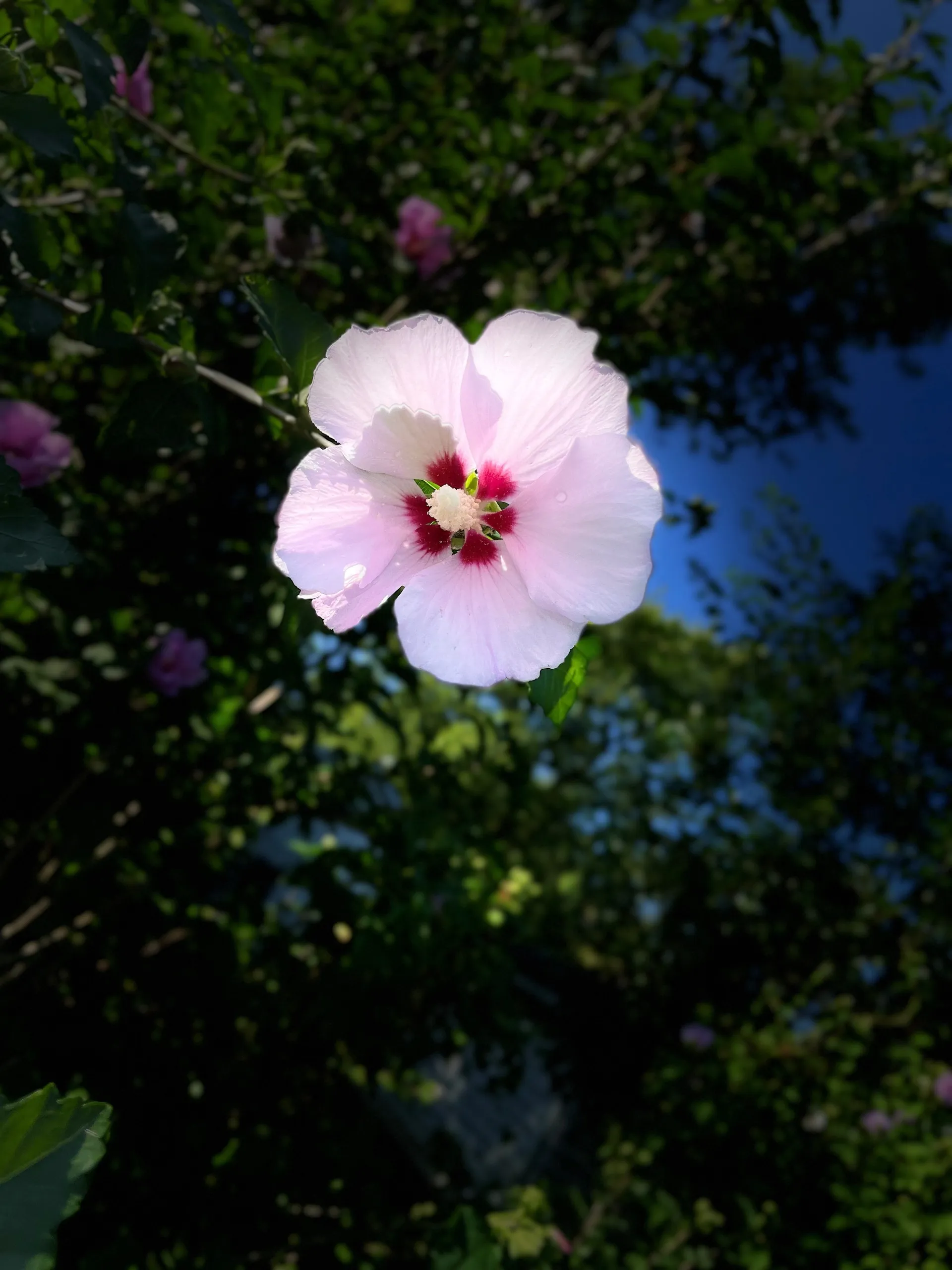 Violet Blake OnlyFans header