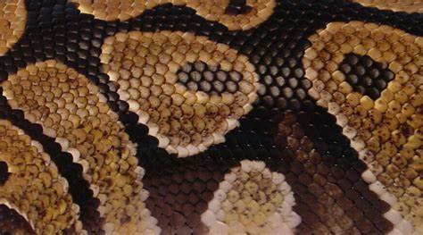 Viper Nyx 🐍 OnlyFans header