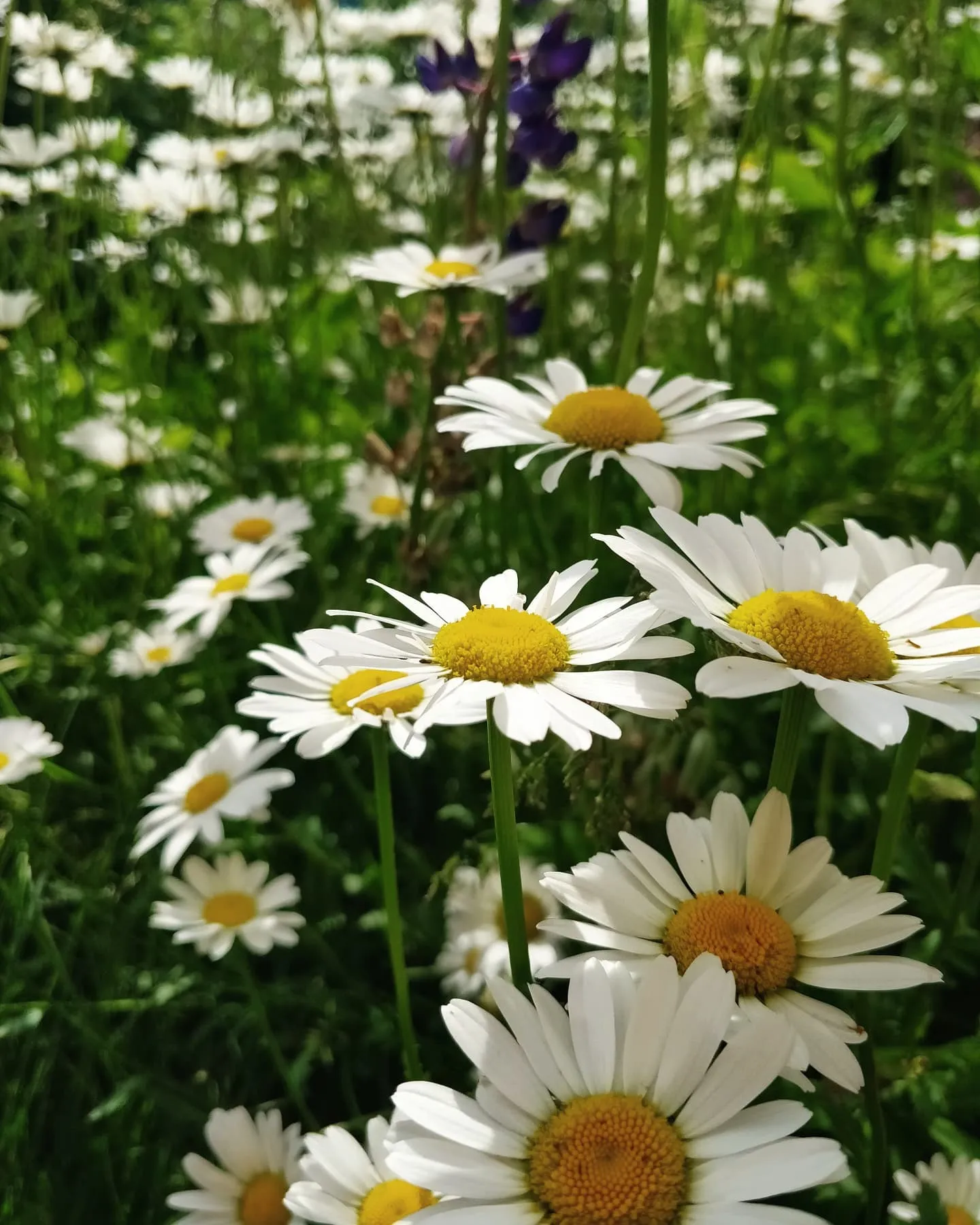 Vipetys Sneak Peek OnlyFans header