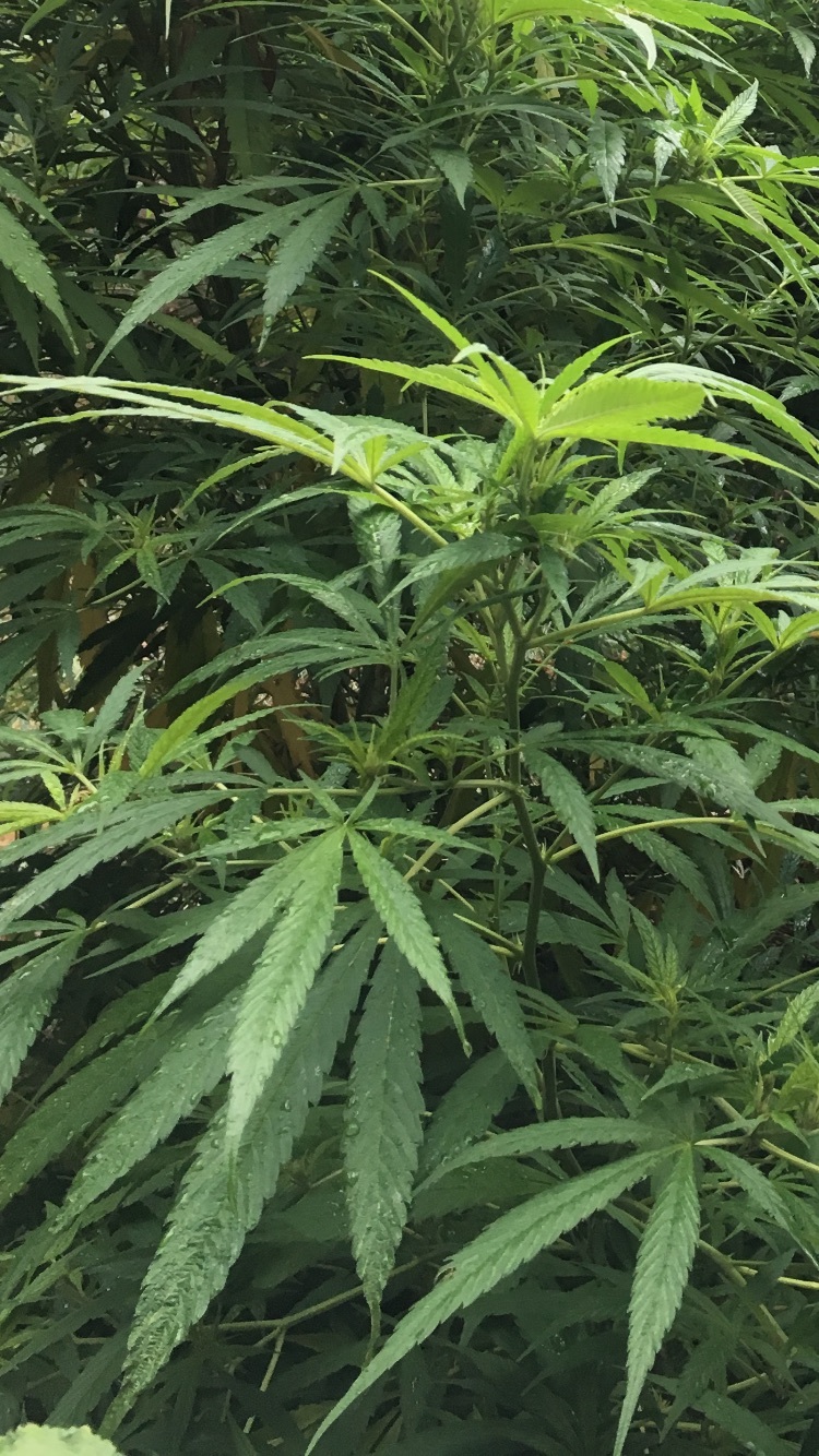 Virgil Fountains OnlyFans header