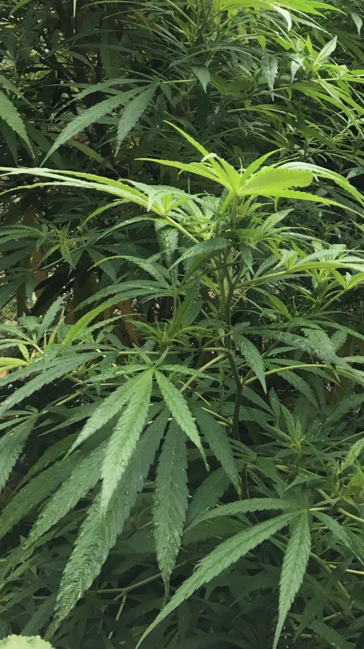 Virgil Fountains OnlyFans header