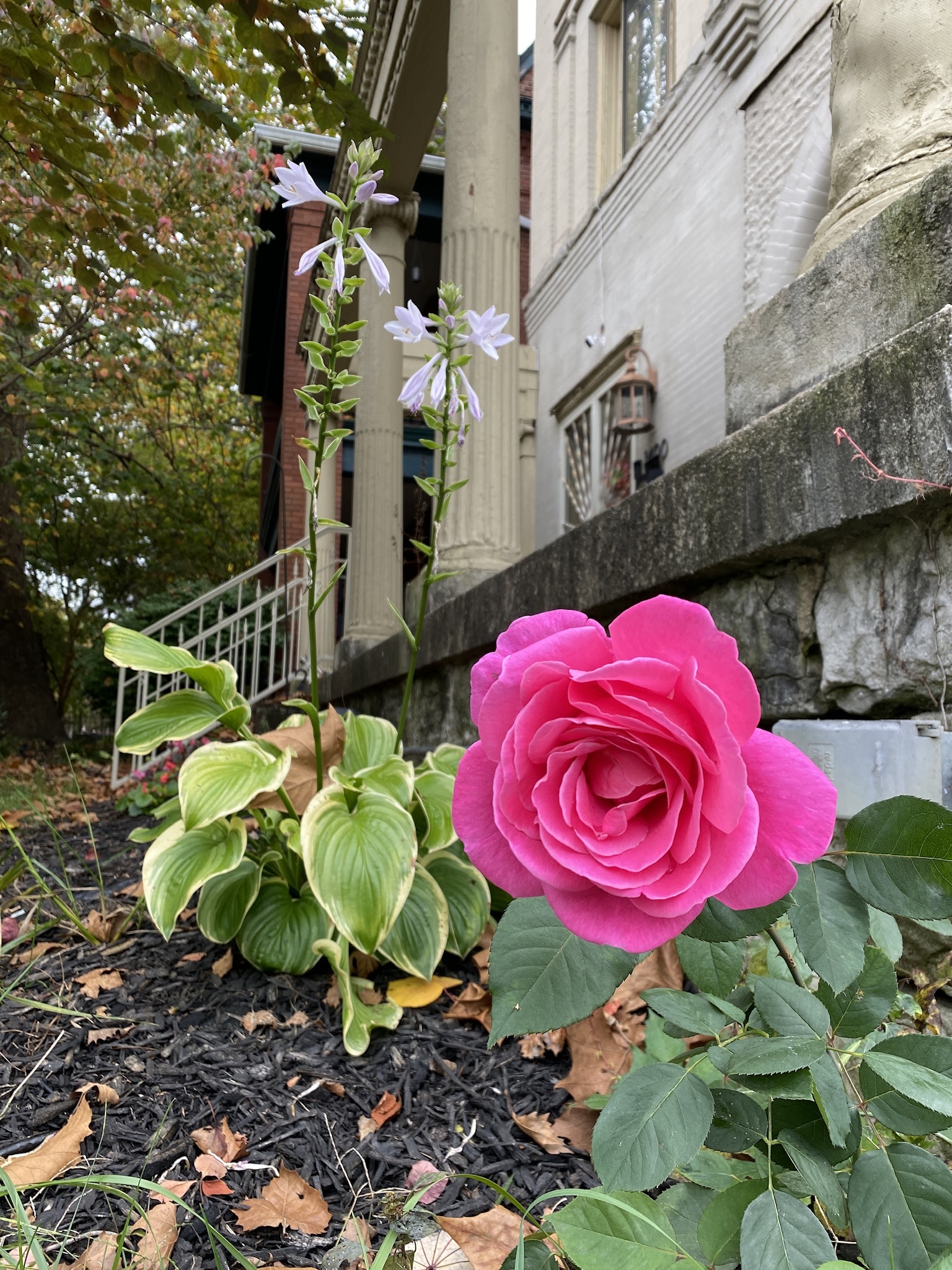 Vivienne Page OnlyFans header