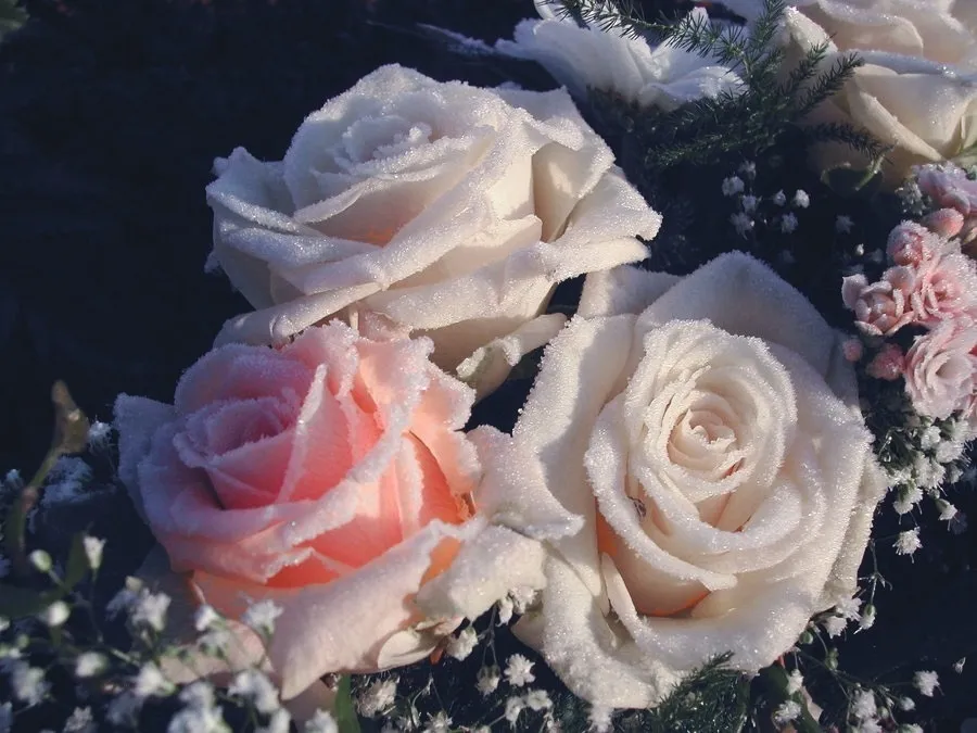 ViVi OnlyFans header