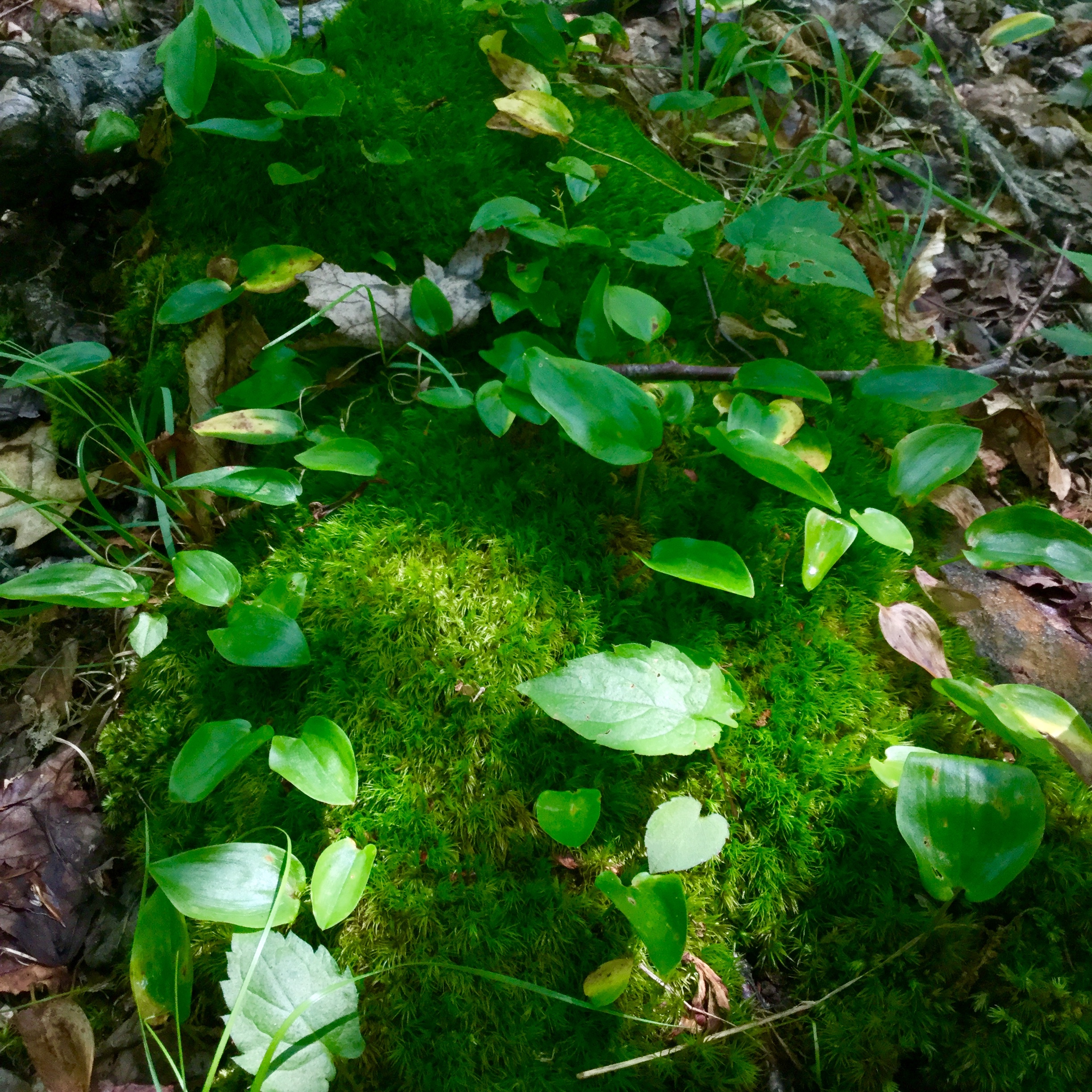 Vivian Gray OnlyFans header