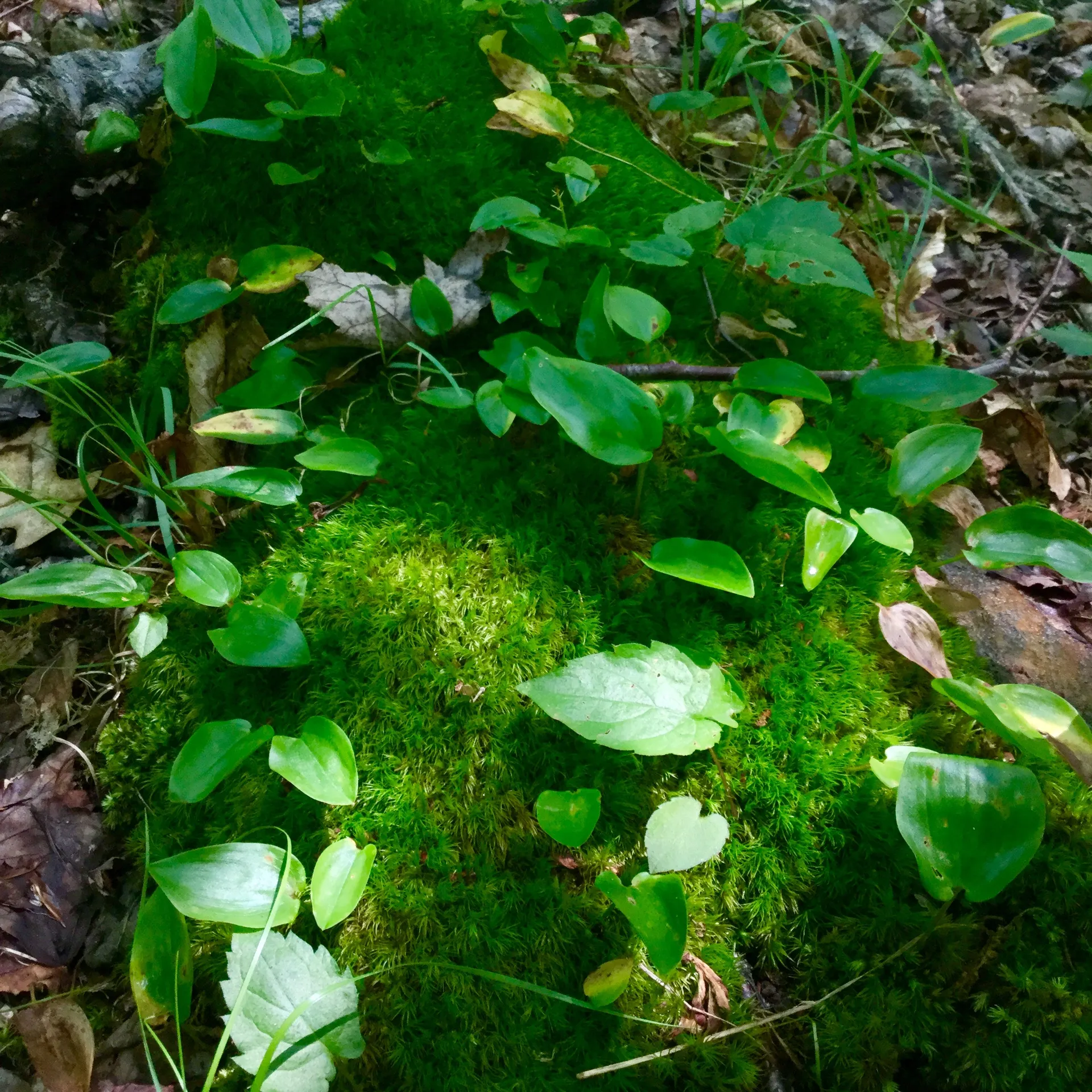 Vivian Gray OnlyFans header