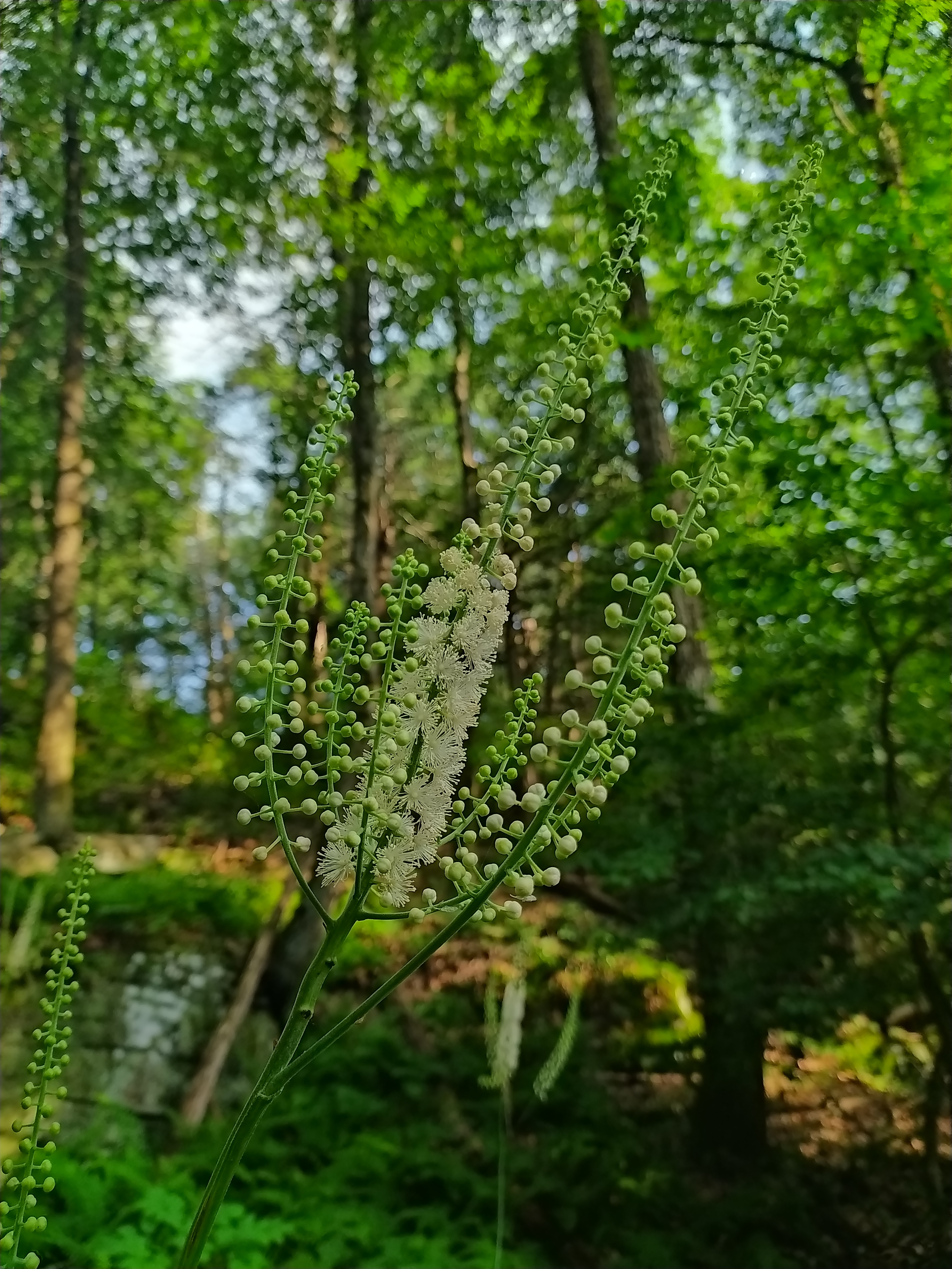 Goddess Vivian Walsh OnlyFans header