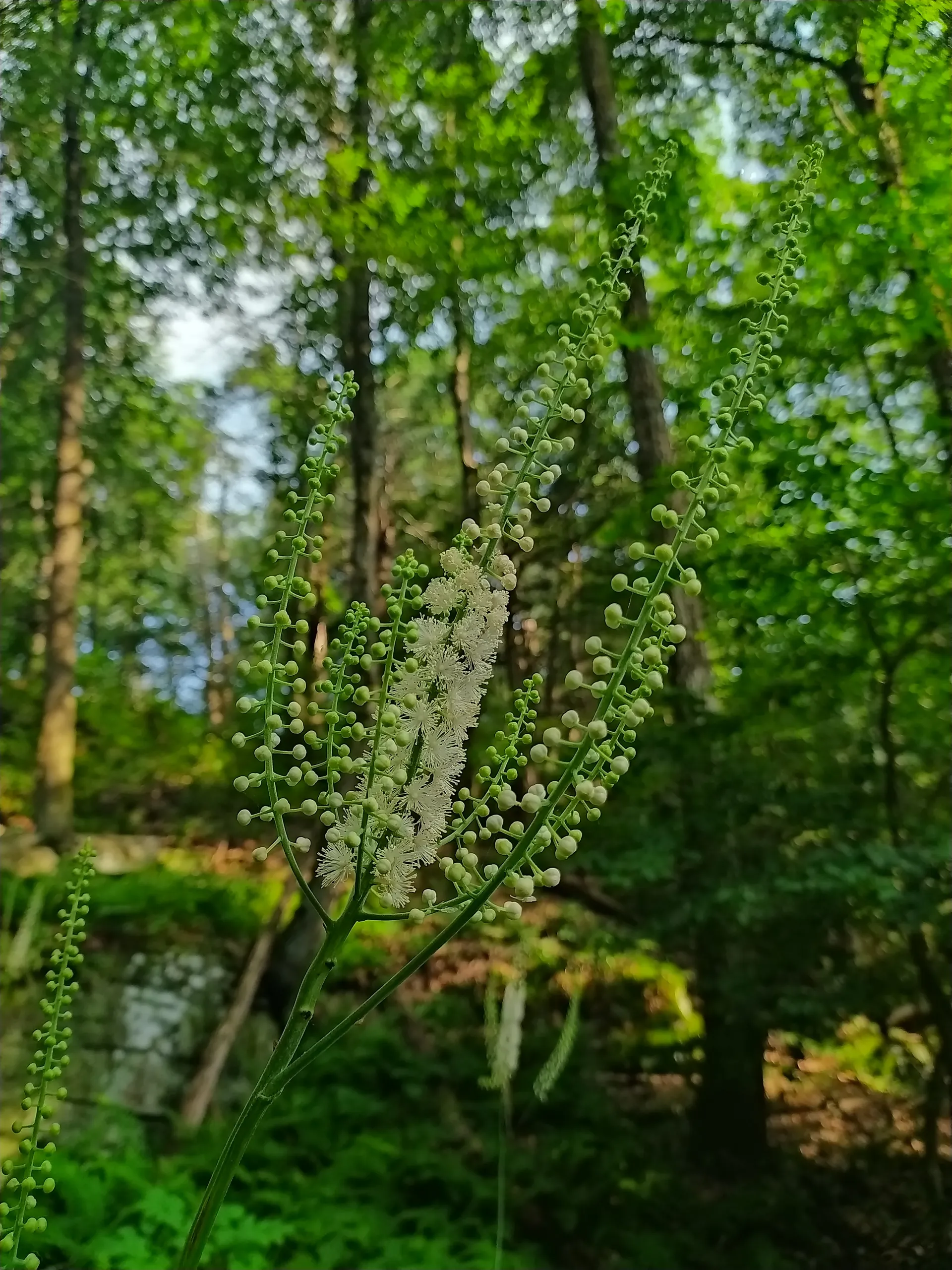 Goddess Vivian Walsh OnlyFans header