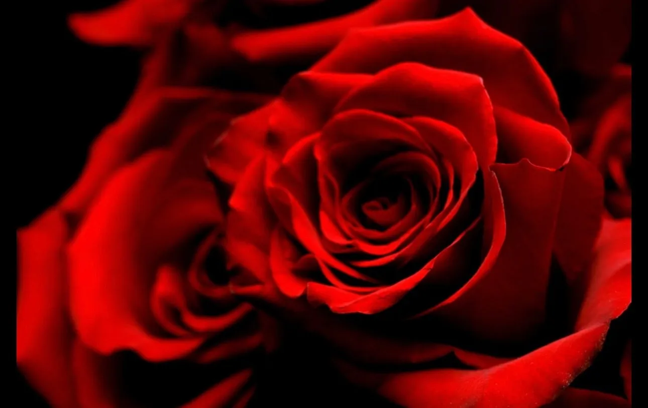 Vixen OnlyFans header