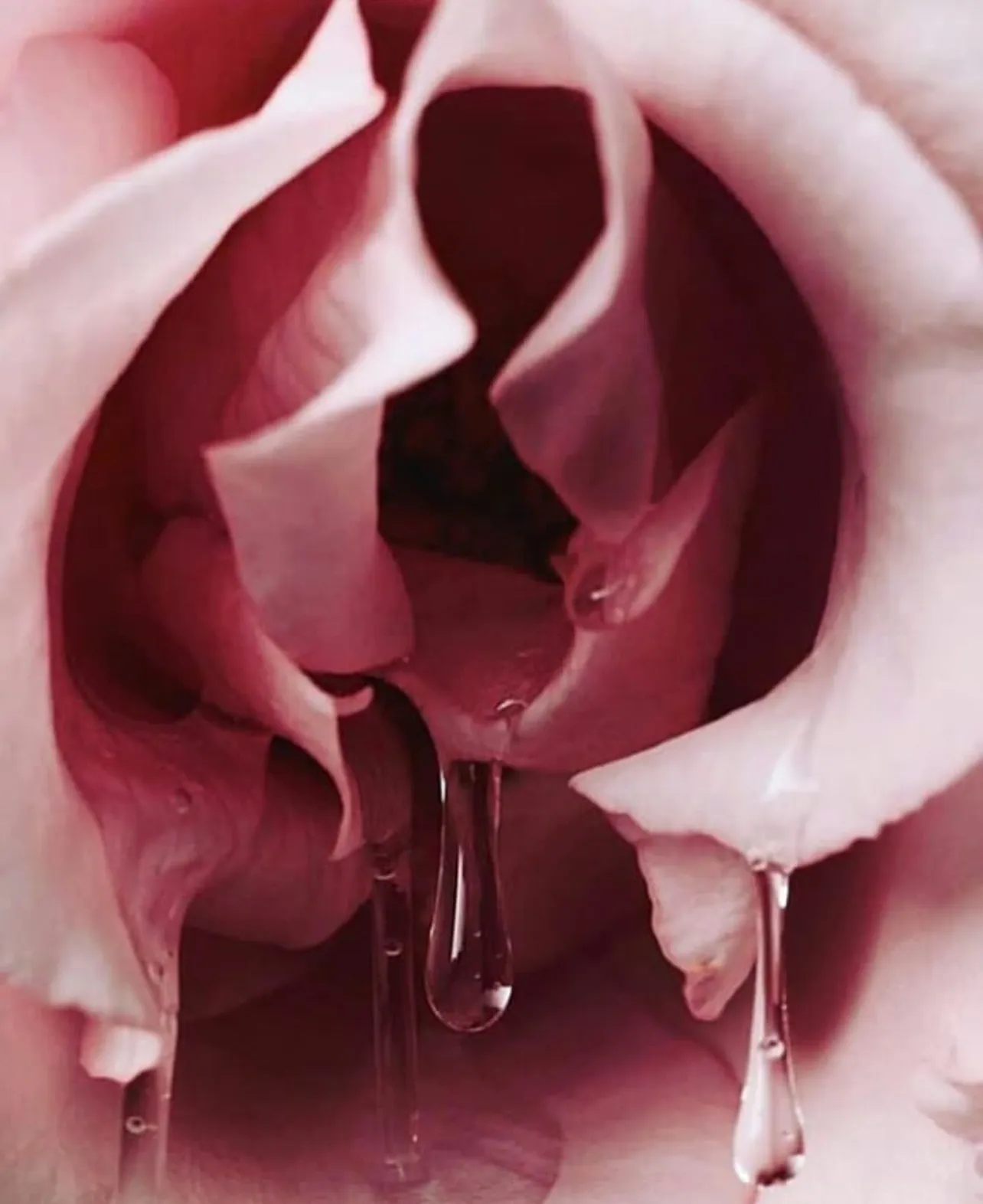 VixenViv OnlyFans header