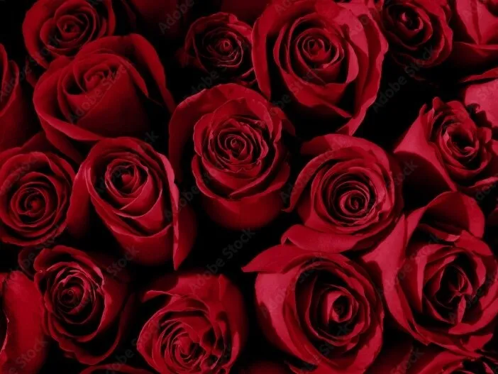 𝑽𝑲𝑨𝑱𝑼𝑺𝑨 𝑽𝒊𝒑⭐️ OnlyFans header