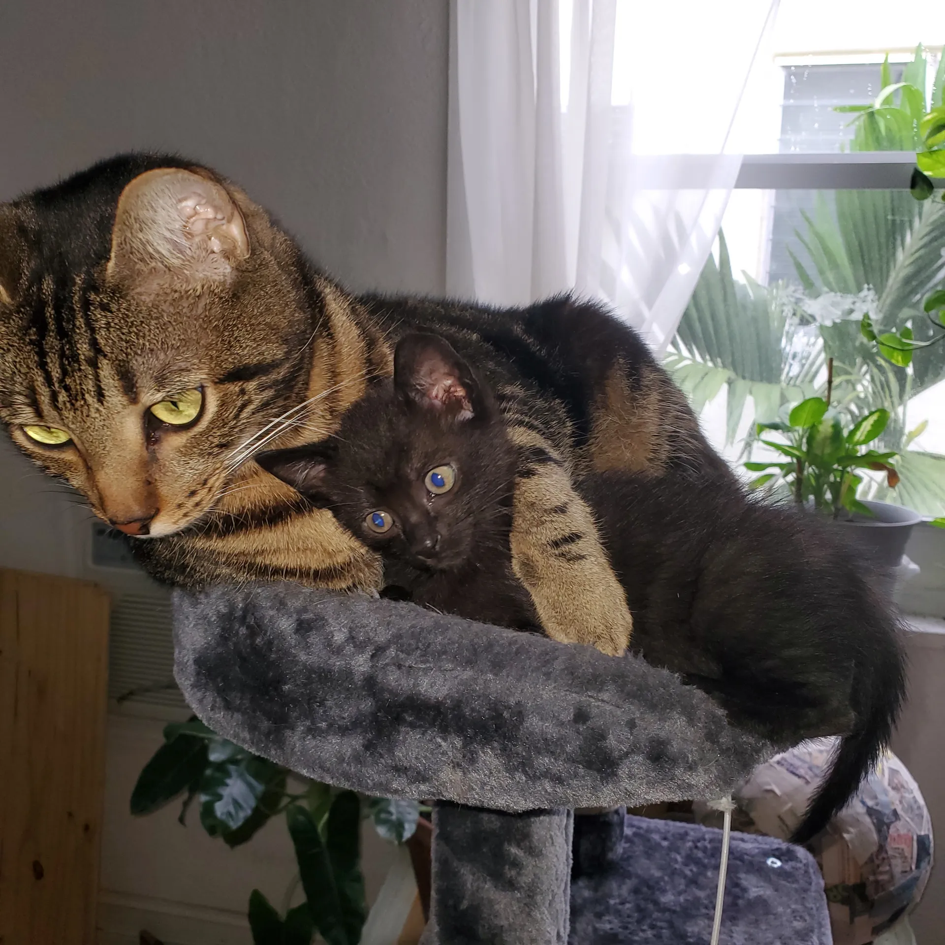 Vlady OnlyFans header