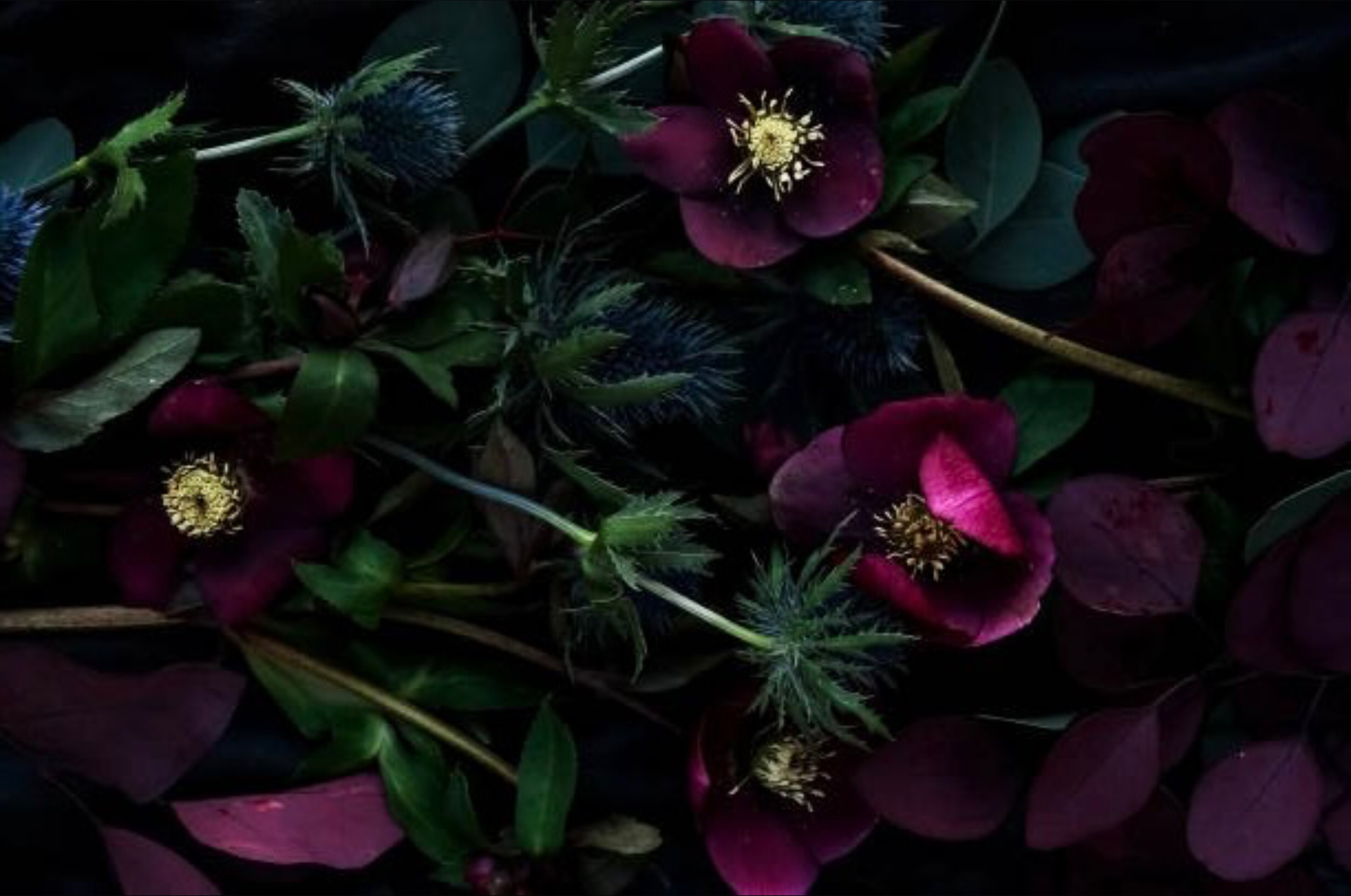 void OnlyFans header