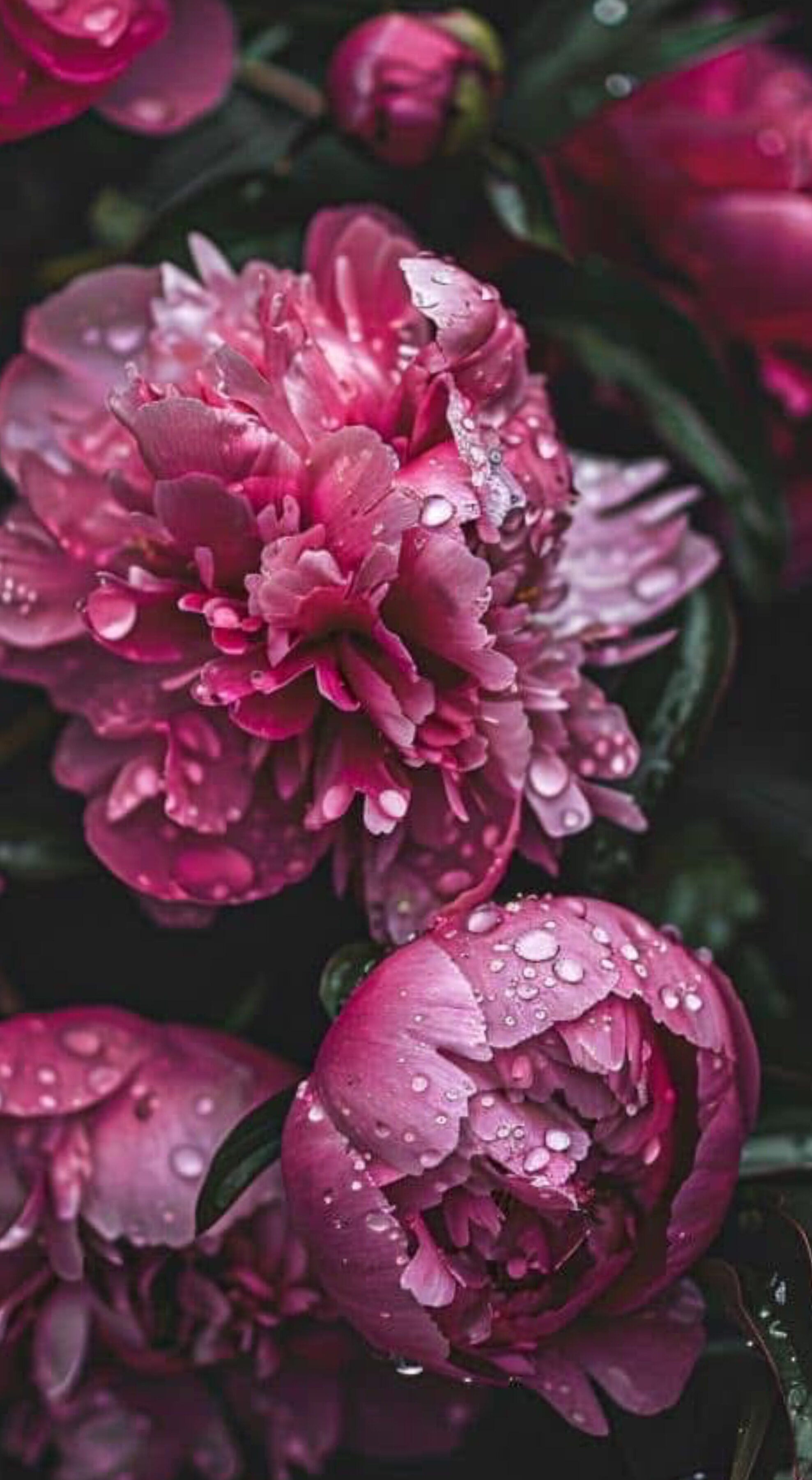 Synful Peonie OnlyFans header