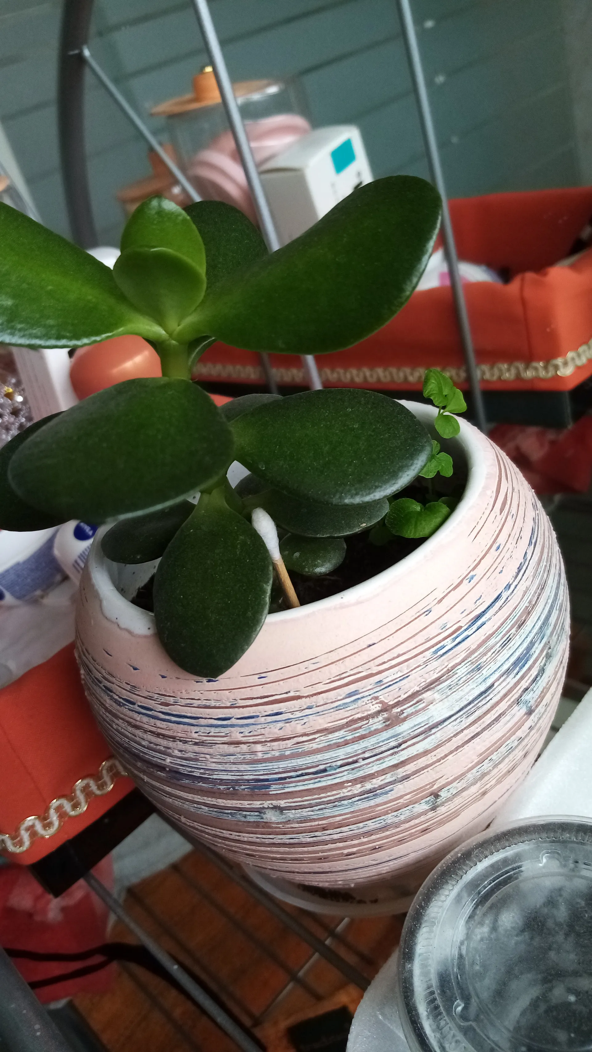 VALE O OnlyFans header