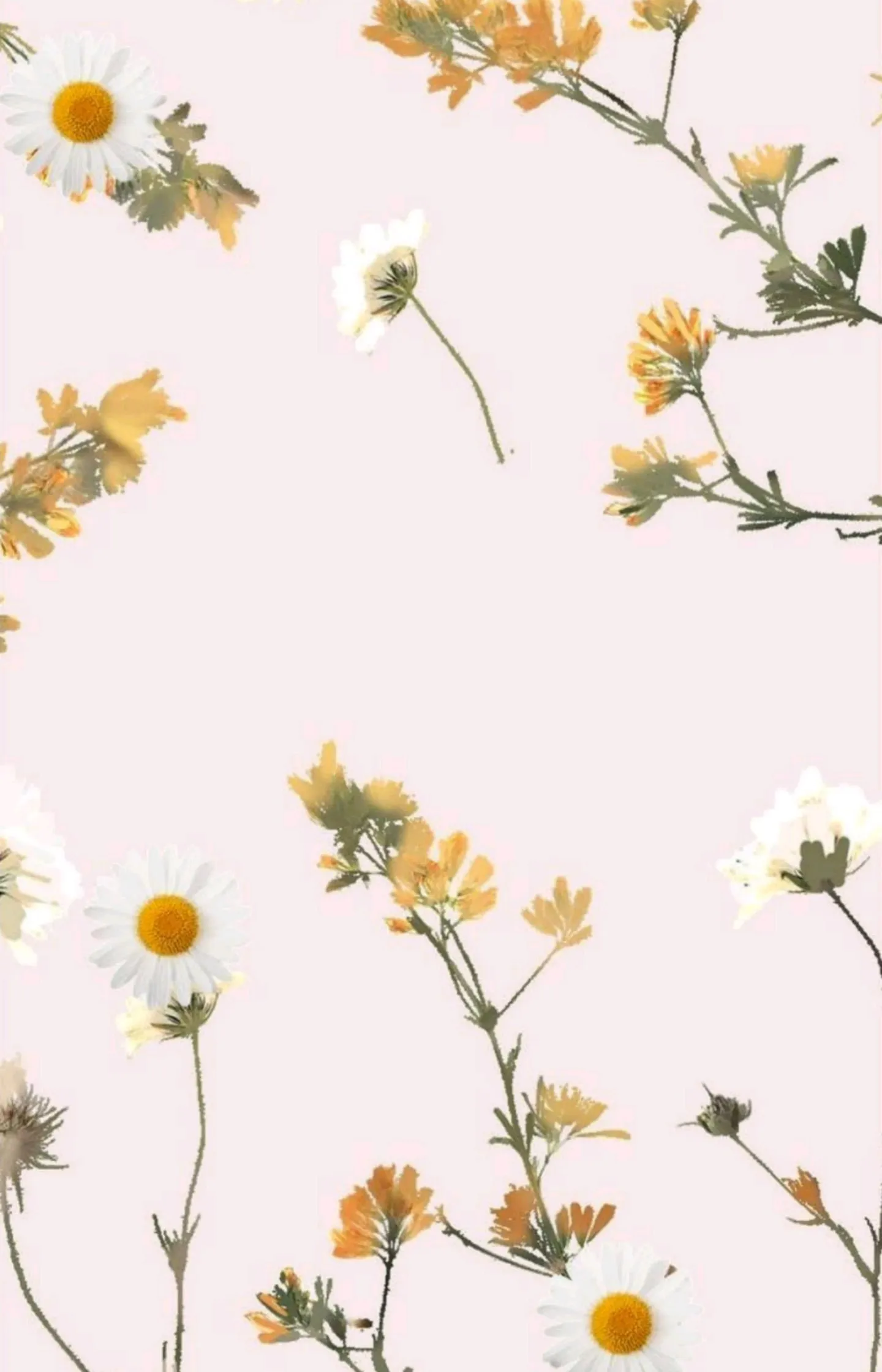 Pumpkin OnlyFans header