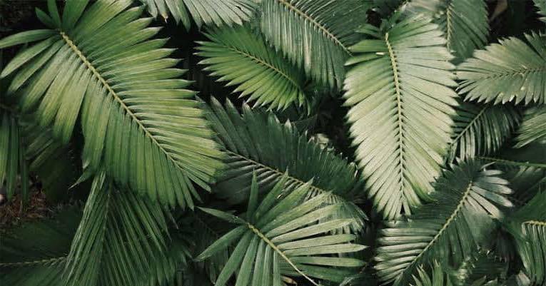 Vran Toledo OnlyFans header