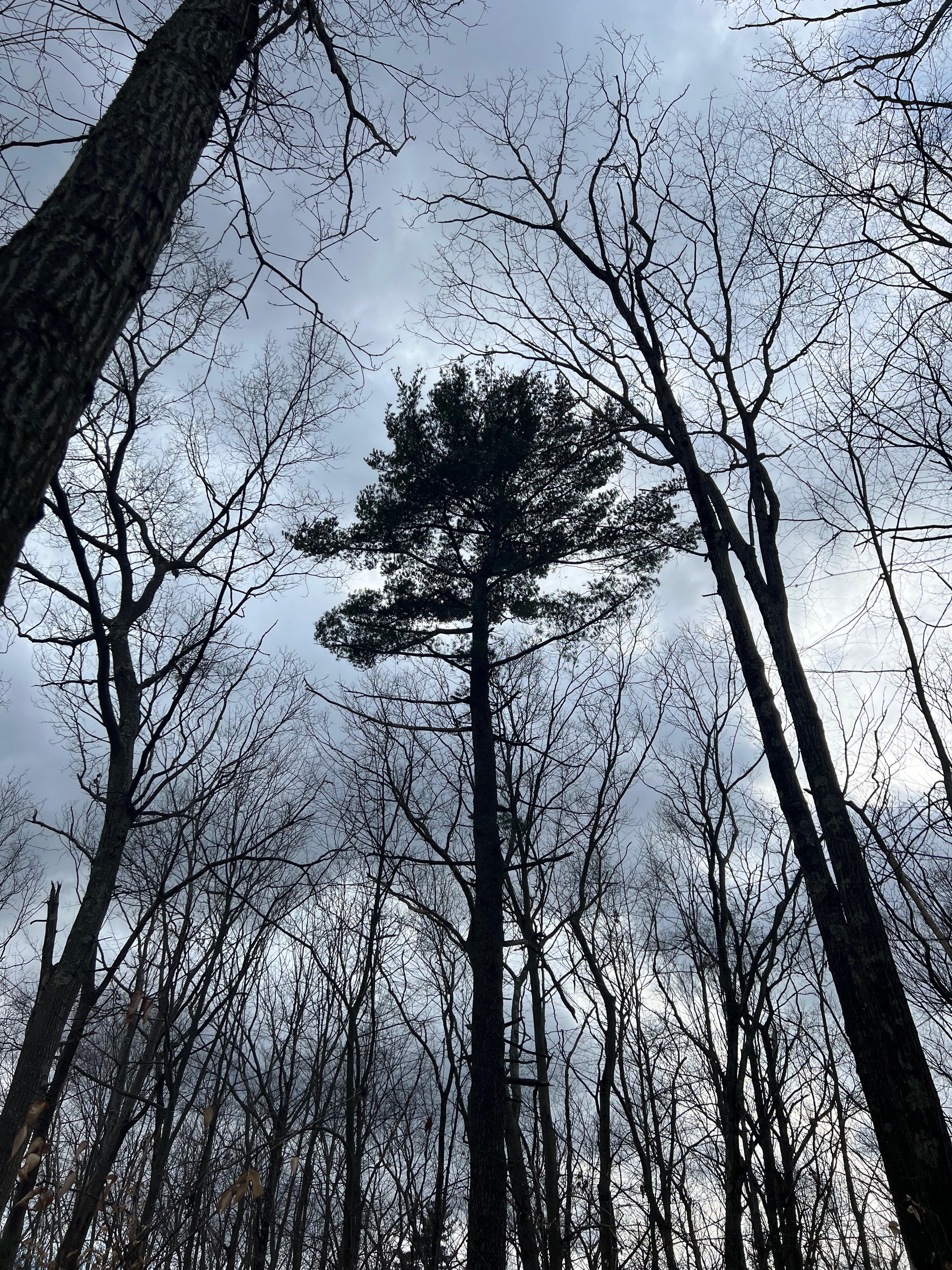 bunny OnlyFans header